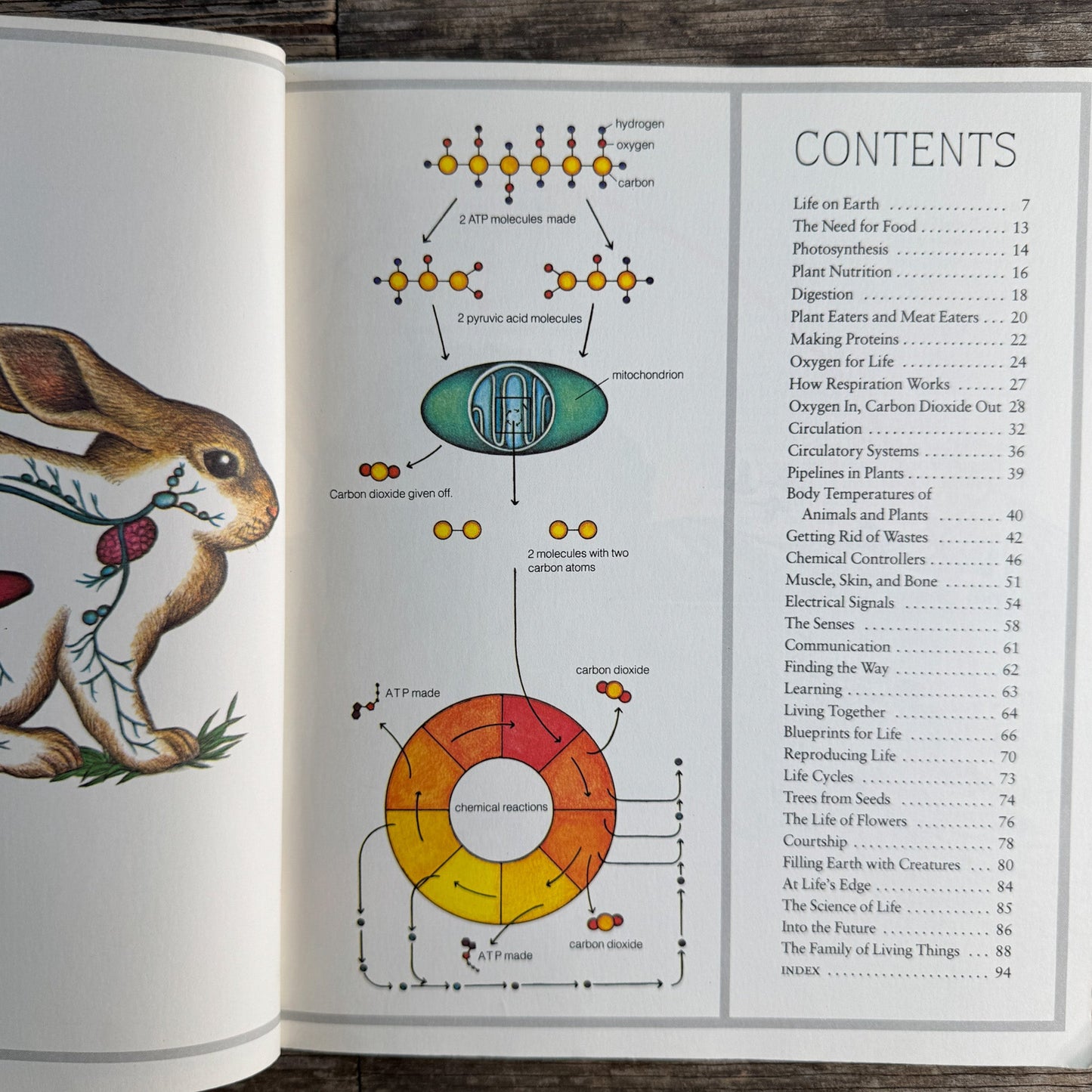 Life on Earth: Biology Today, Donald M. Silver, 1983 - Pretty Old Books