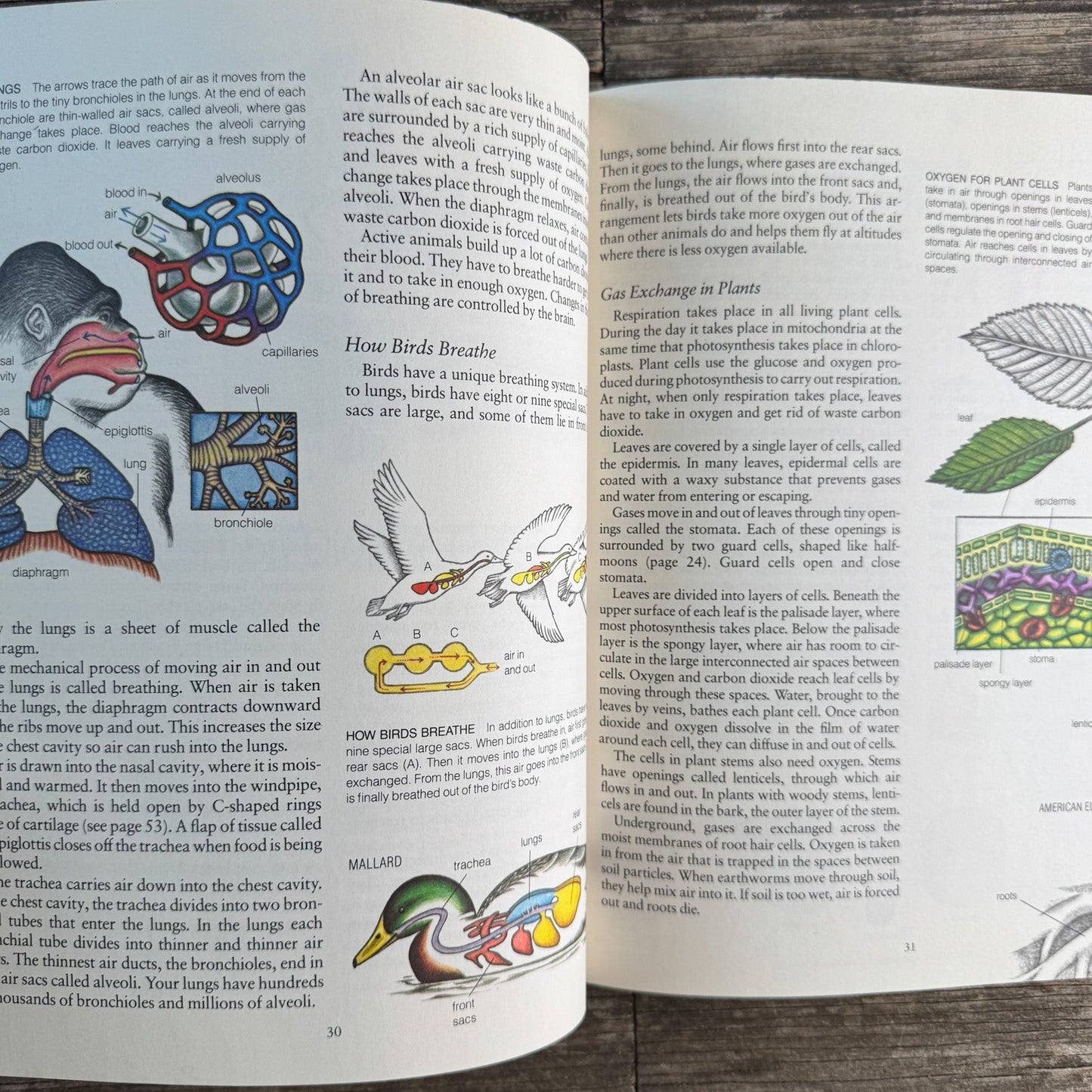 Life on Earth: Biology Today, Donald M. Silver, 1983 - Pretty Old Books