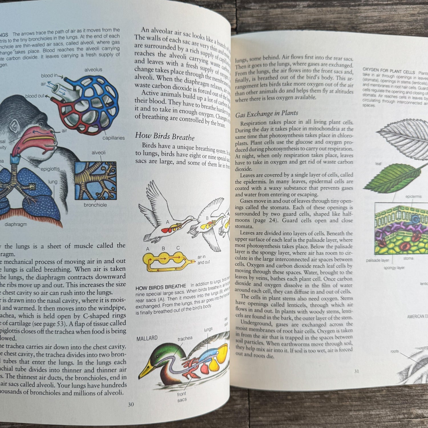 Life on Earth: Biology Today, Donald M. Silver, 1983 - Pretty Old Books