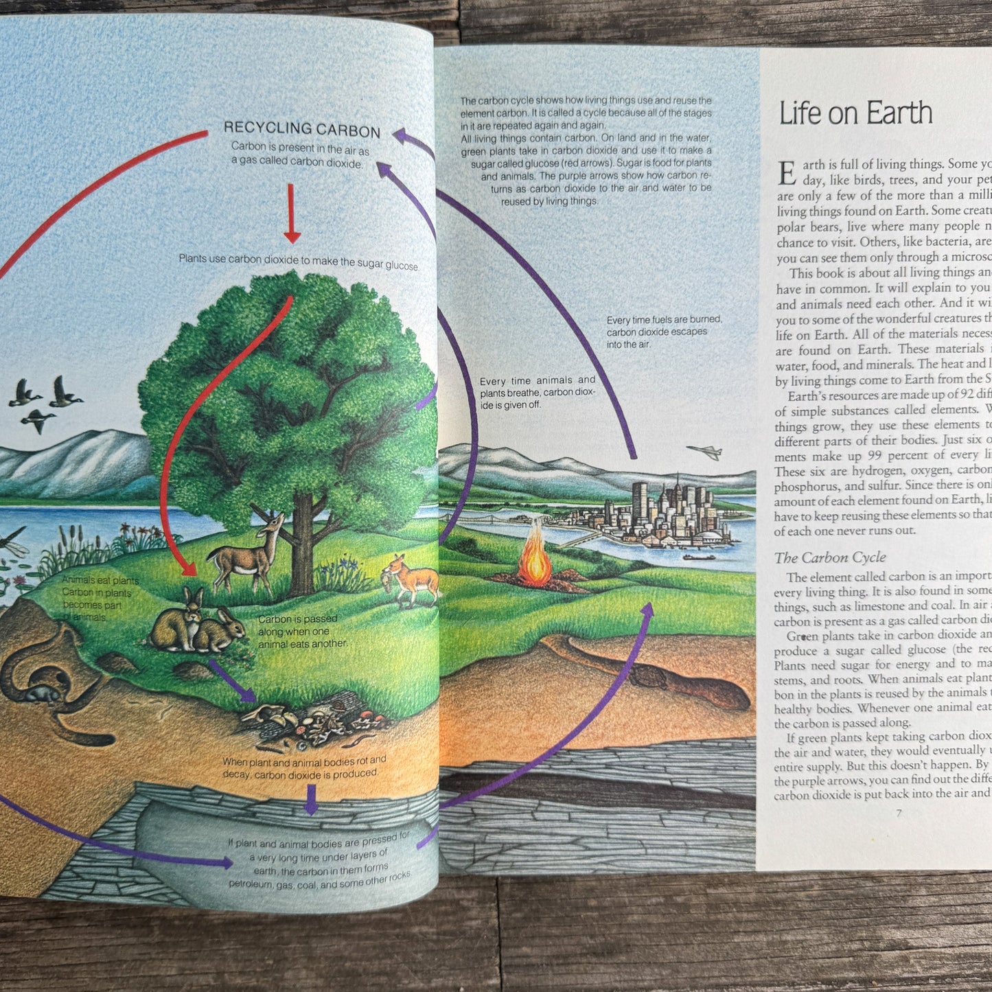 Life on Earth: Biology Today, Donald M. Silver, 1983 - Pretty Old Books