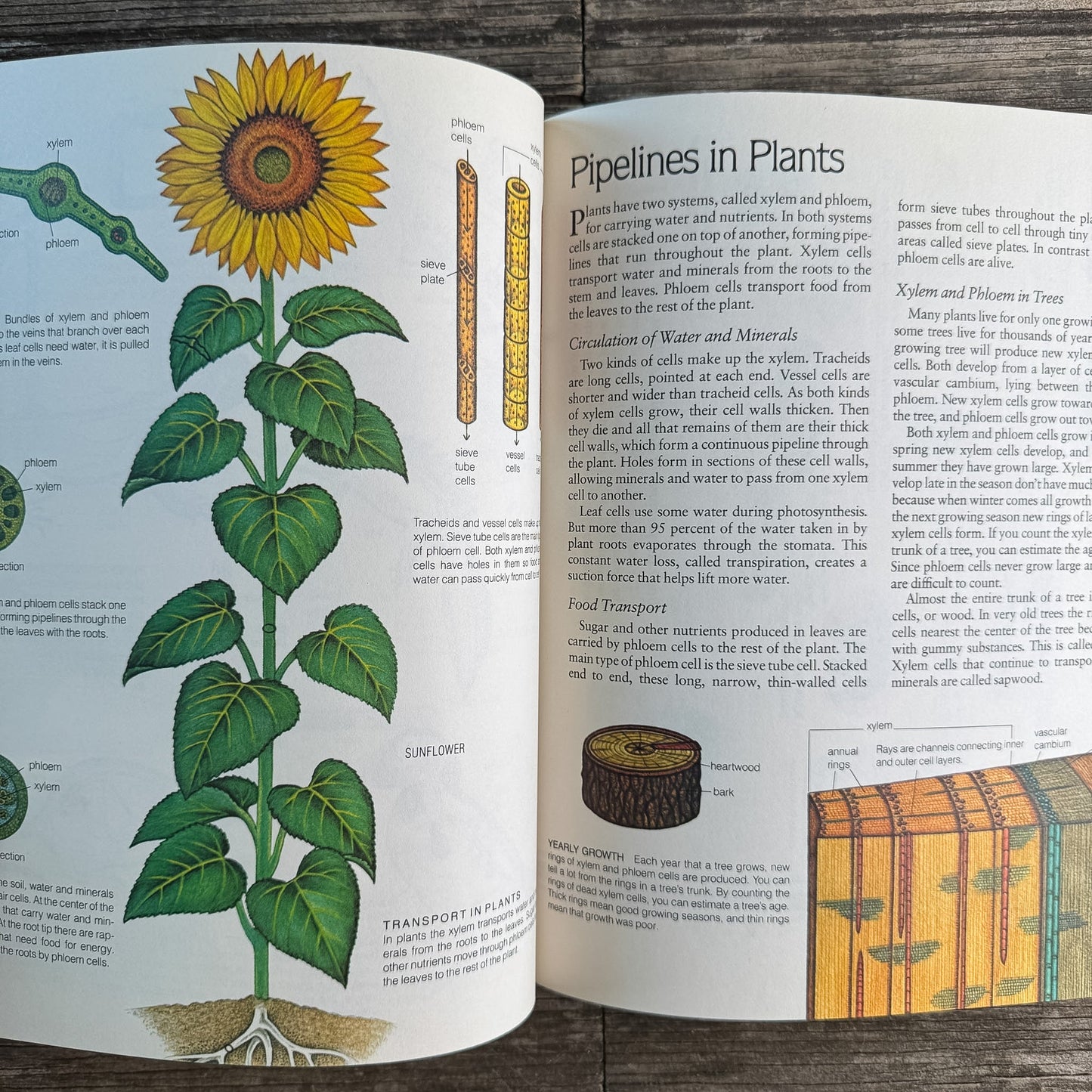 Life on Earth: Biology Today, Donald M. Silver, 1983 - Pretty Old Books