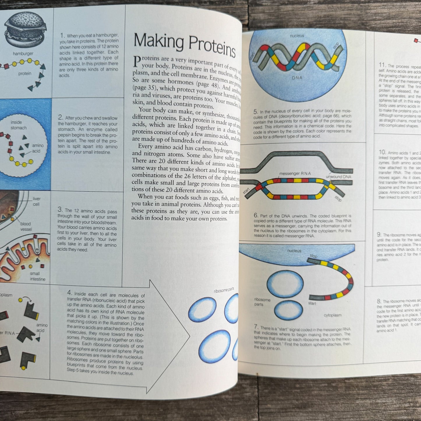 Life on Earth: Biology Today, Donald M. Silver, 1983 - Pretty Old Books