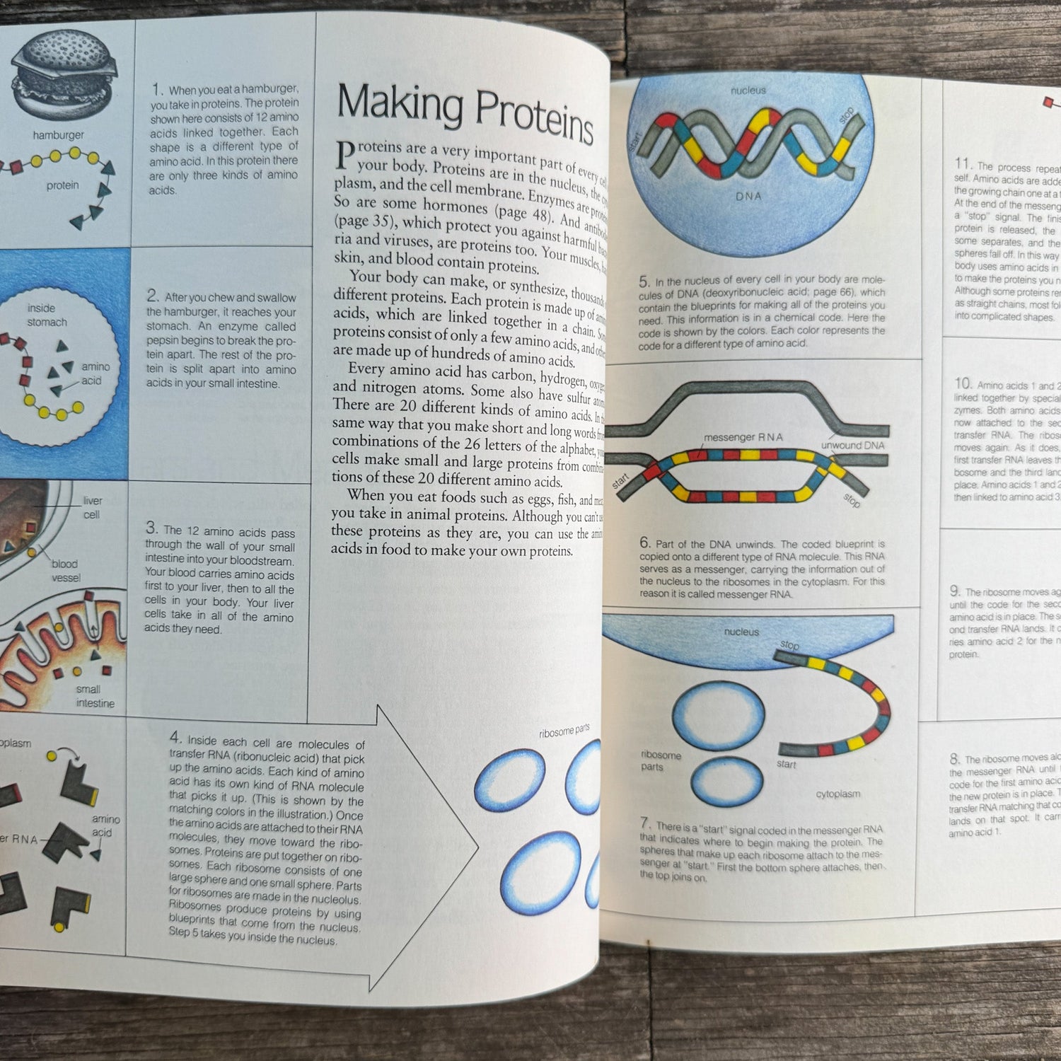 Life on Earth: Biology Today, Donald M. Silver, 1983 - Pretty Old Books