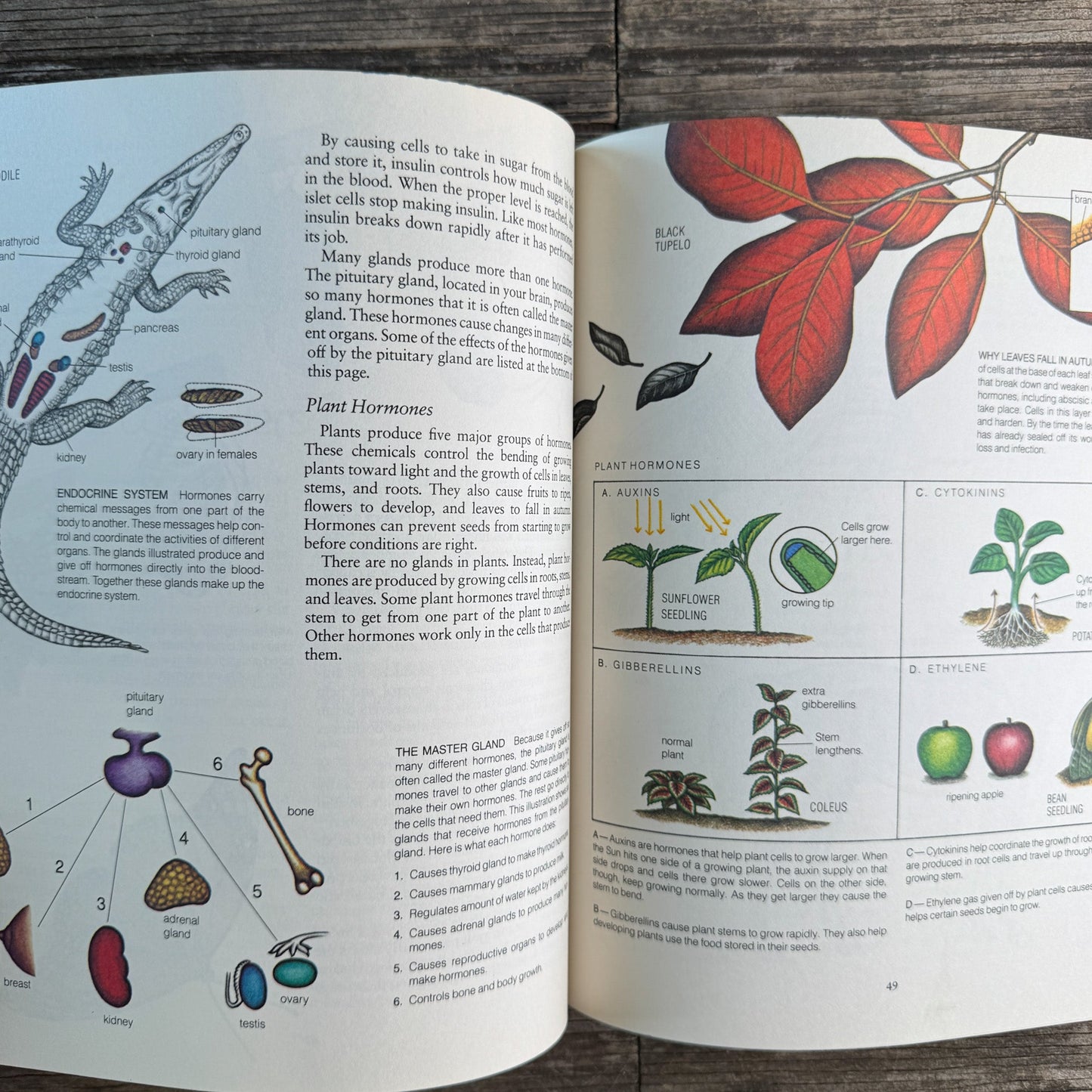 Life on Earth: Biology Today, Donald M. Silver, 1983 - Pretty Old Books