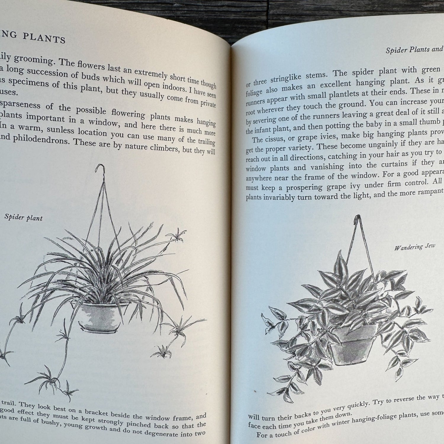 Making Things Grow, 1969 Illustrated Indoor Gardening Guide - Pretty Old Books