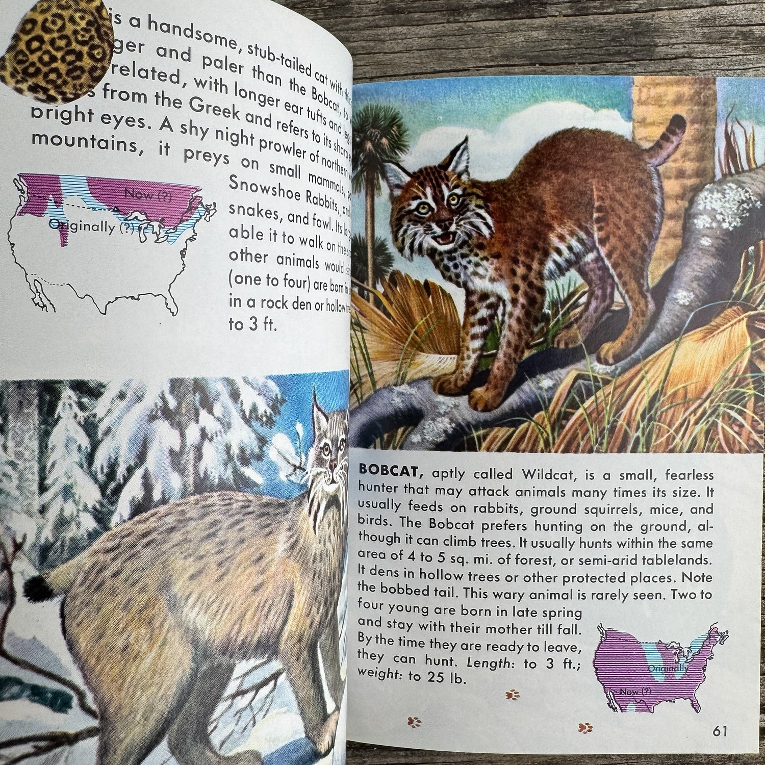 Mammals, Golden Guide, 1955 - Pretty Old Books
