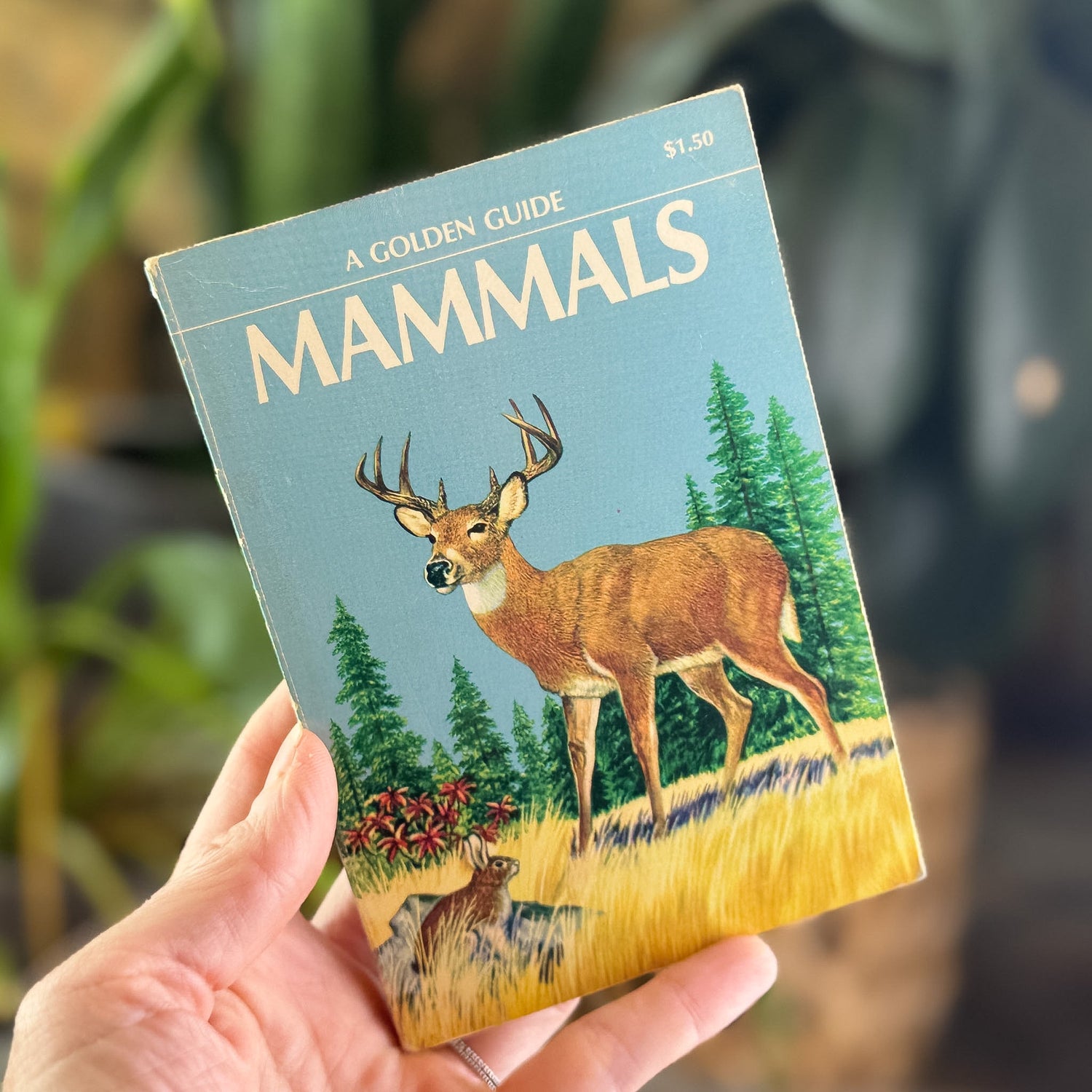 Mammals, Golden Guide, 1955 - Pretty Old Books