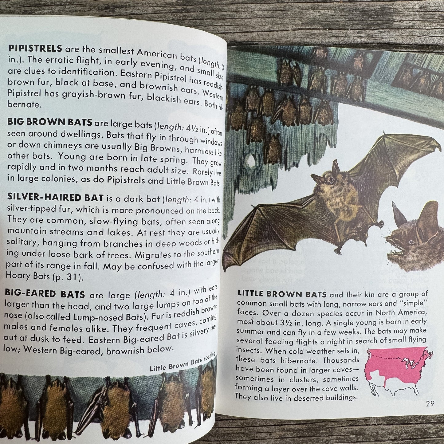 Mammals, Golden Guide, 1955 - Pretty Old Books