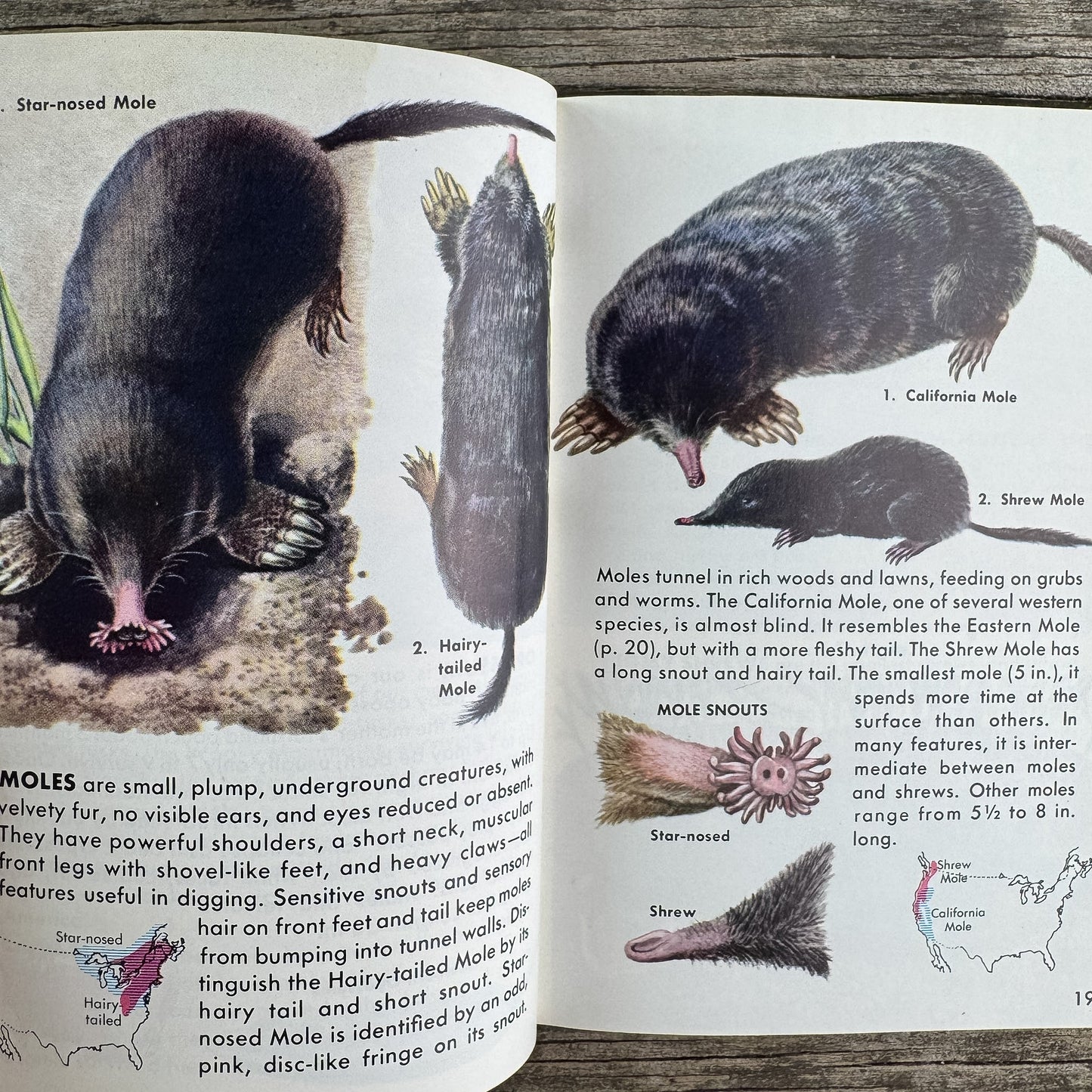 Mammals, Golden Guide, 1955 - Pretty Old Books