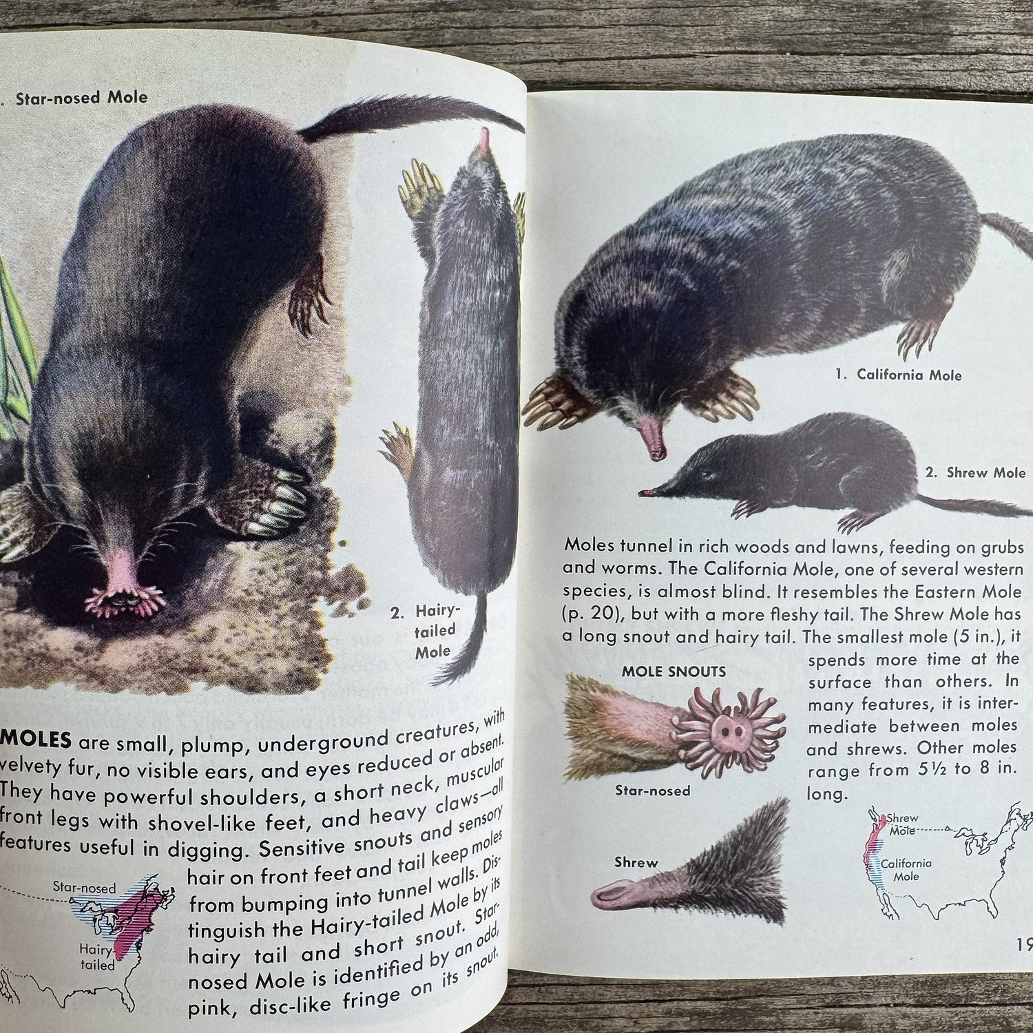 Mammals, Golden Guide, 1955 - Pretty Old Books