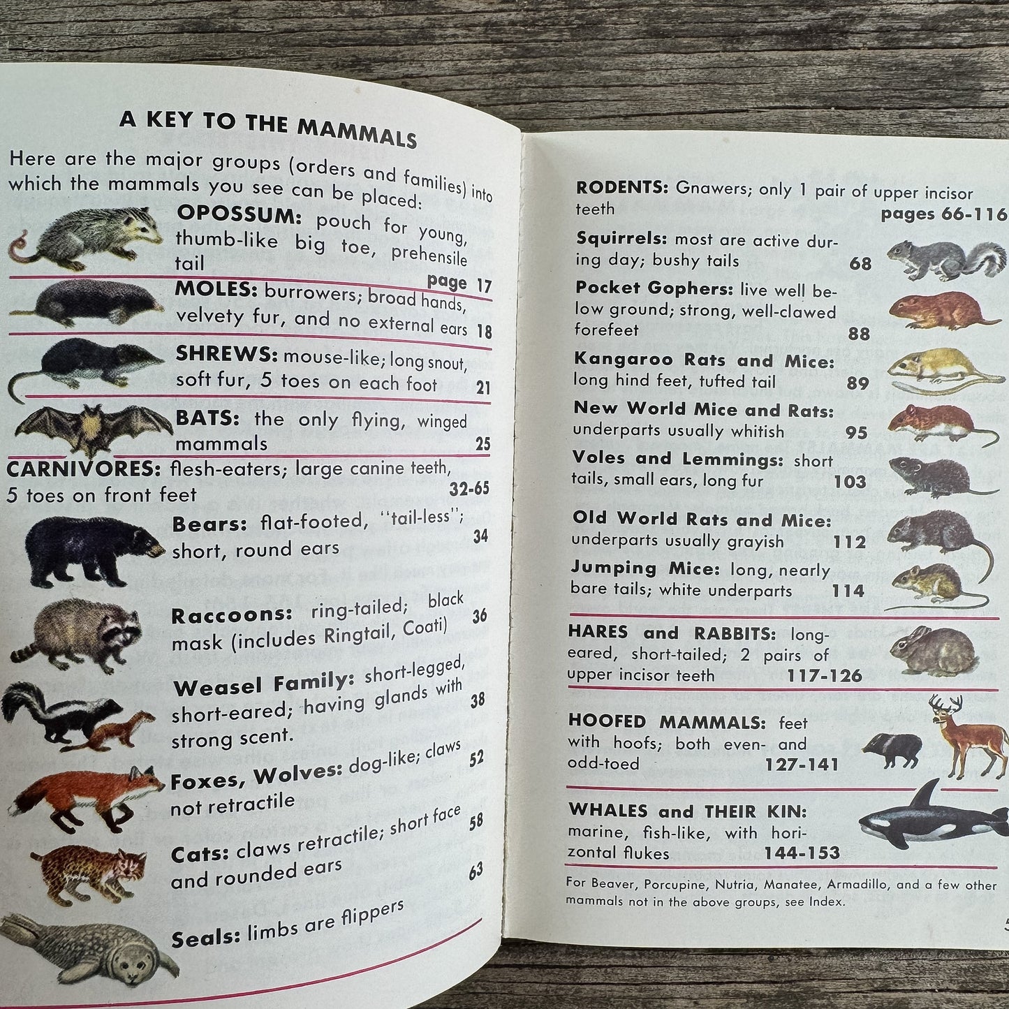 Mammals, Golden Guide, 1955 - Pretty Old Books