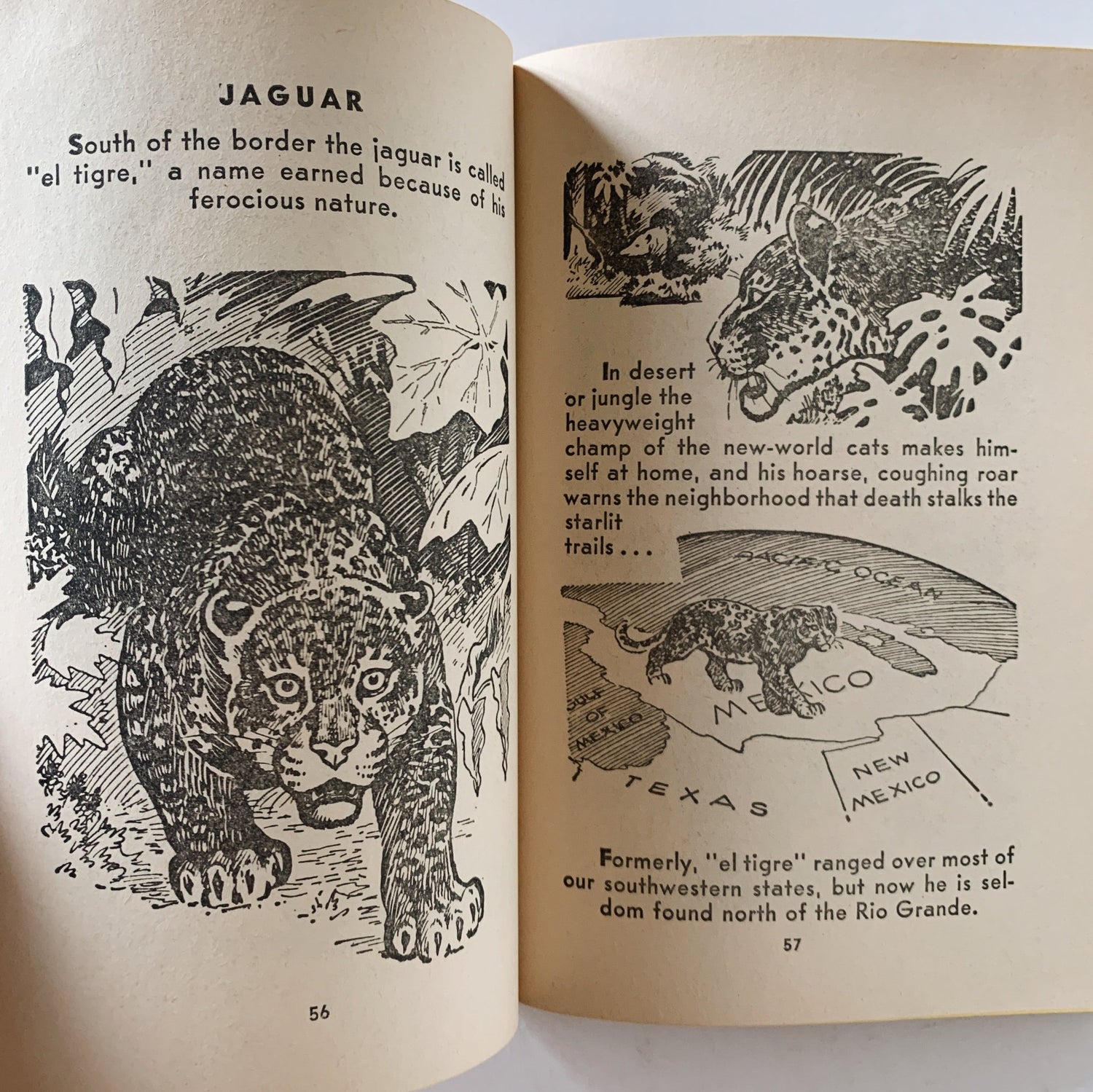 Mark Trail's 2nd Book of Animals (North American Mammals), Scholastic 1971 - Pretty Old Books