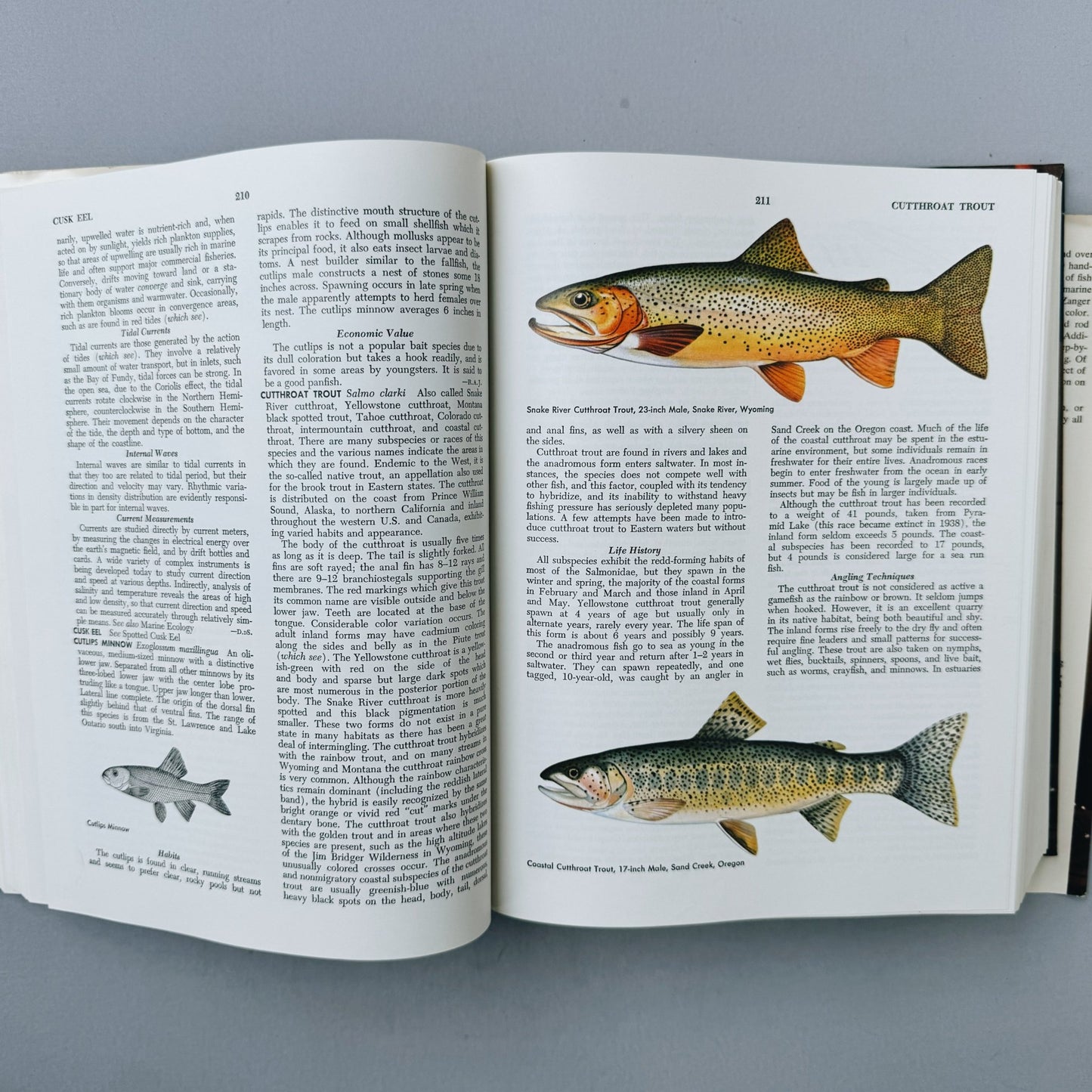 McClane's Standard Fishing Encyclopedia, 5th Printing, 1965 - Pretty Old Books