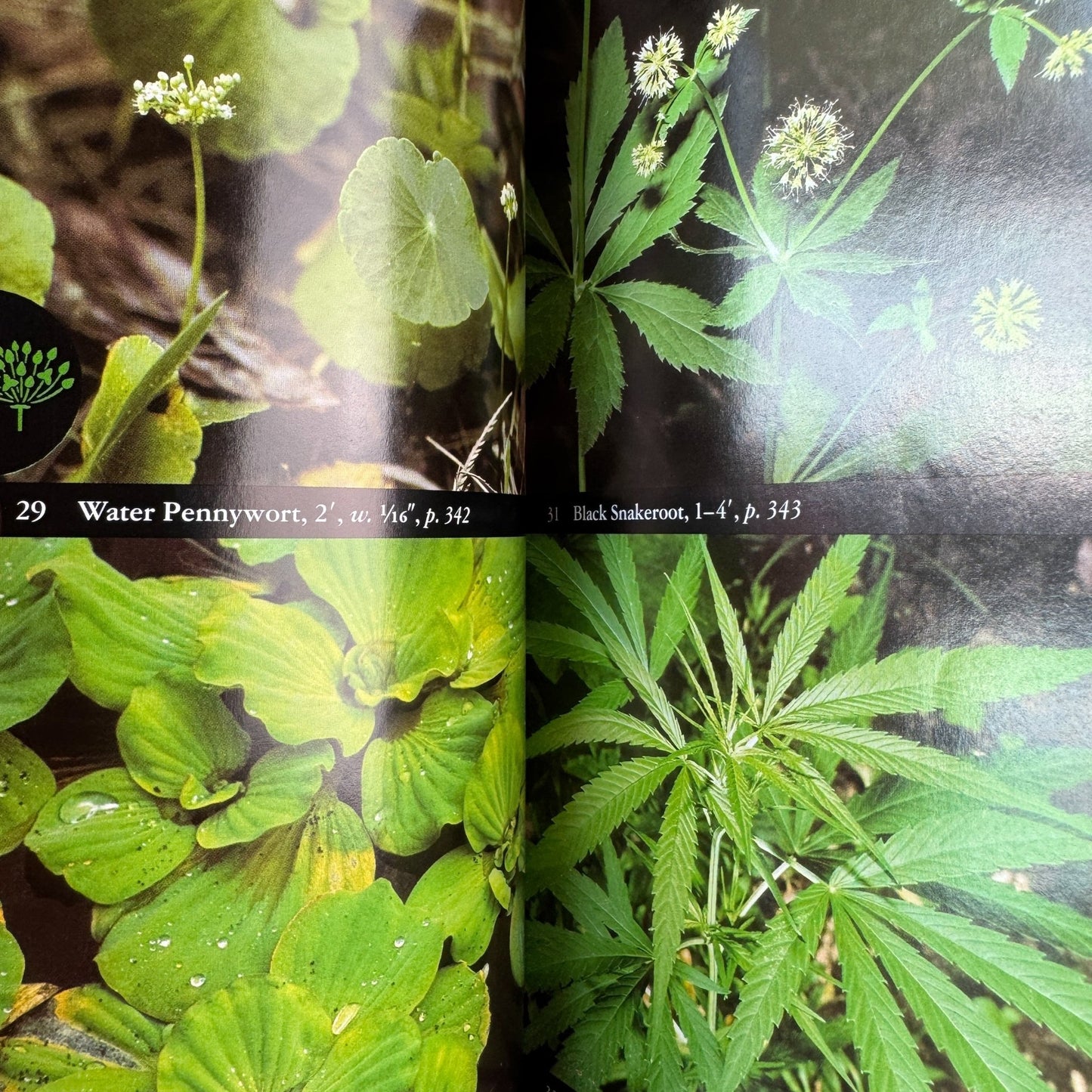 National Audubon Society Field Guide to North American Wildflowers, 2001 - Pretty Old Books
