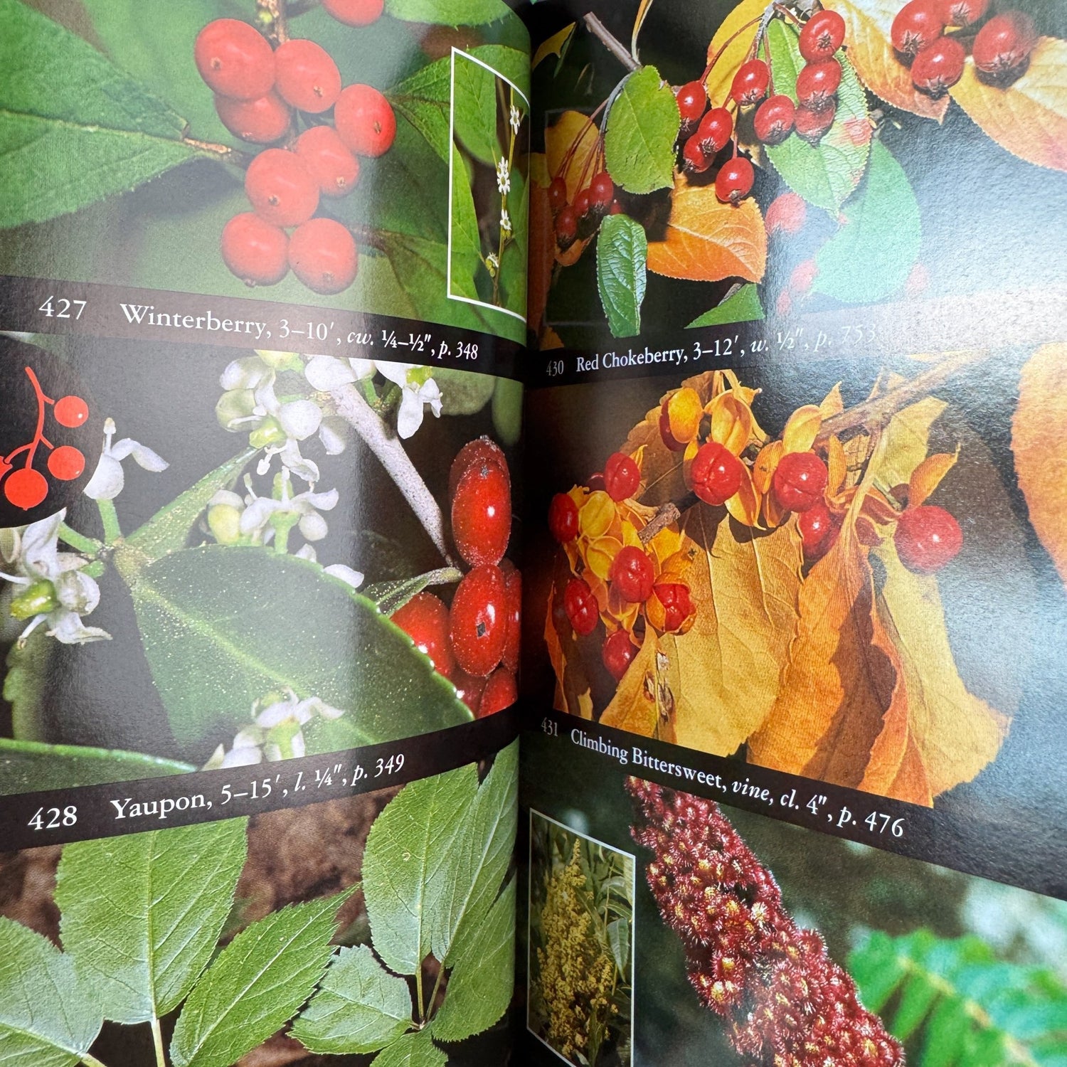 National Audubon Society Field Guide to North American Wildflowers, 2001 - Pretty Old Books