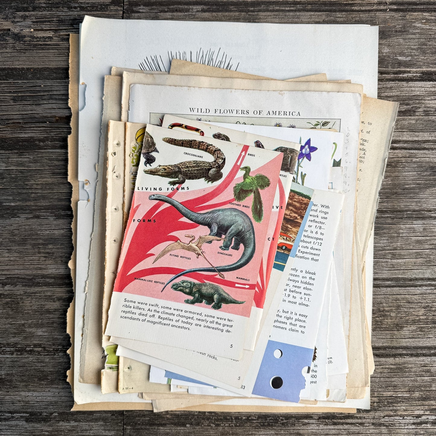 Nature-Themed Book Paperie for Crafting, Junk Journal Supplies, Antique and Vintage Paper Pack (Copy) - Pretty Old Books