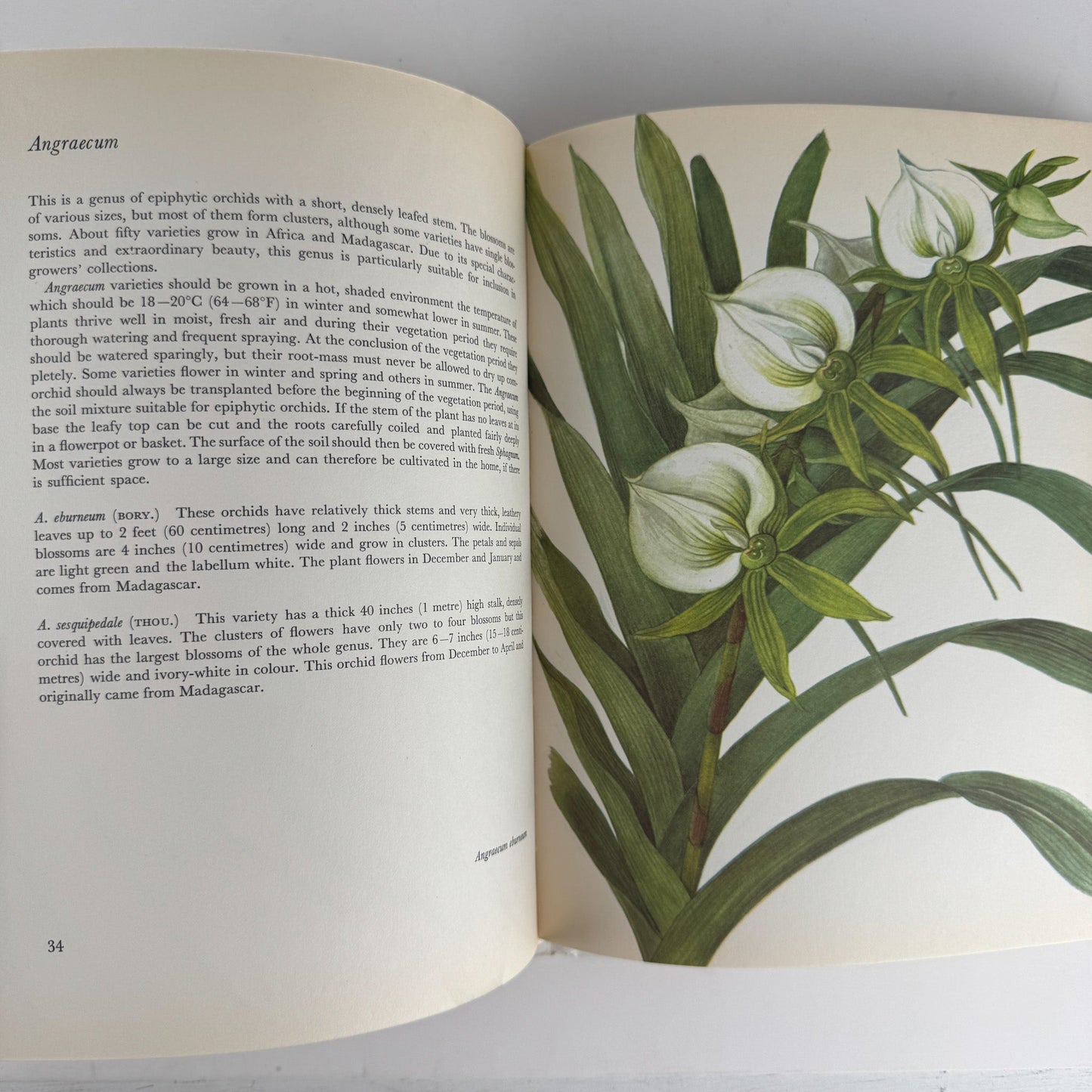 Orchids: 56 Plates in Colour, 1972, J. Oplt, J. Kaplicka, Botanical Art - Pretty Old Books