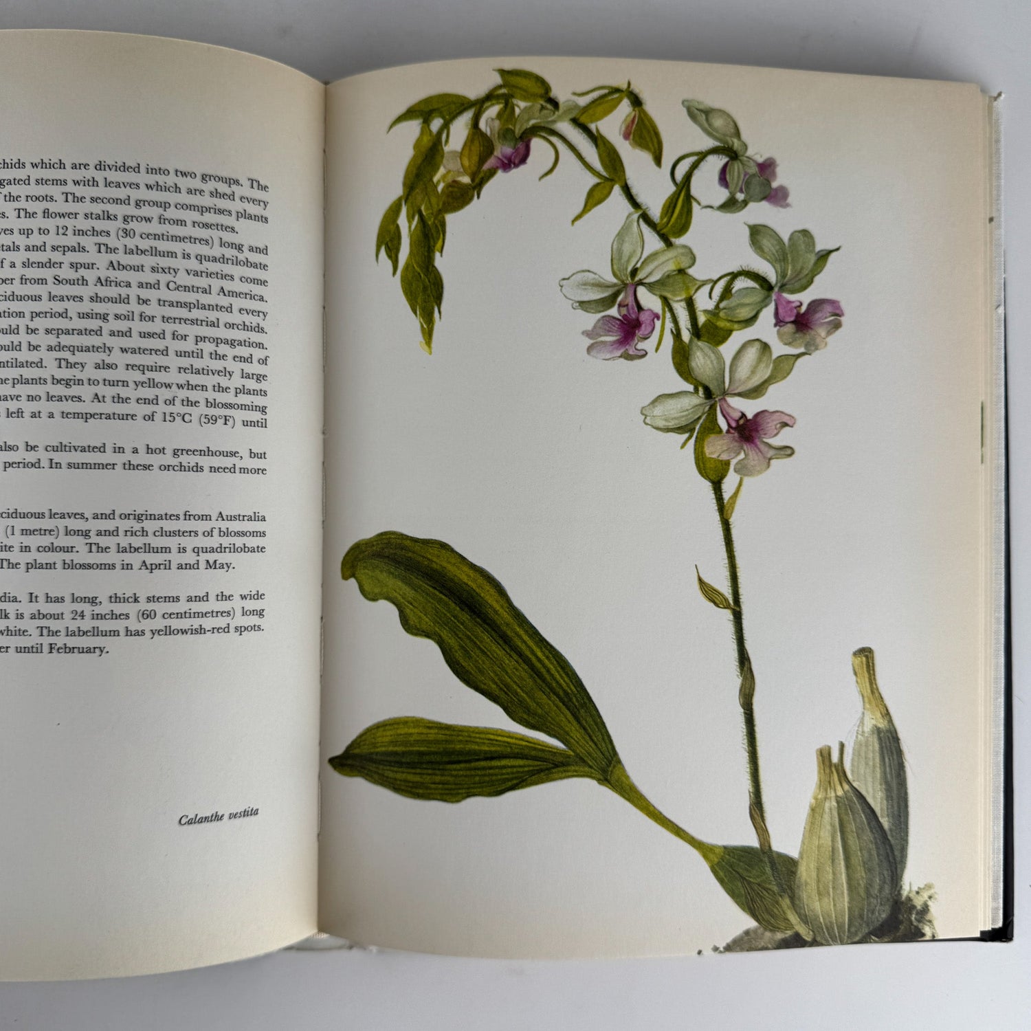 Orchids: 56 Plates in Colour, 1972, J. Oplt, J. Kaplicka, Botanical Art - Pretty Old Books
