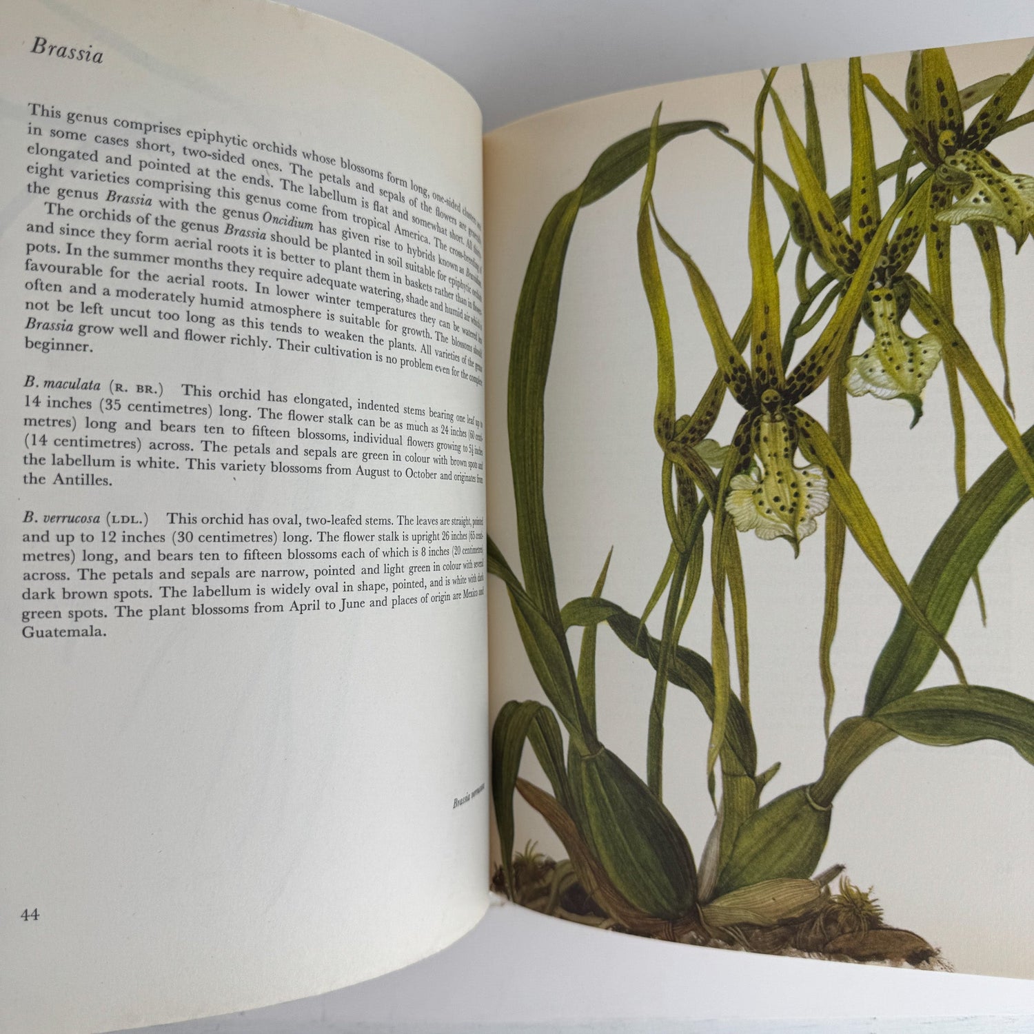 Orchids: 56 Plates in Colour, 1972, J. Oplt, J. Kaplicka, Botanical Art - Pretty Old Books
