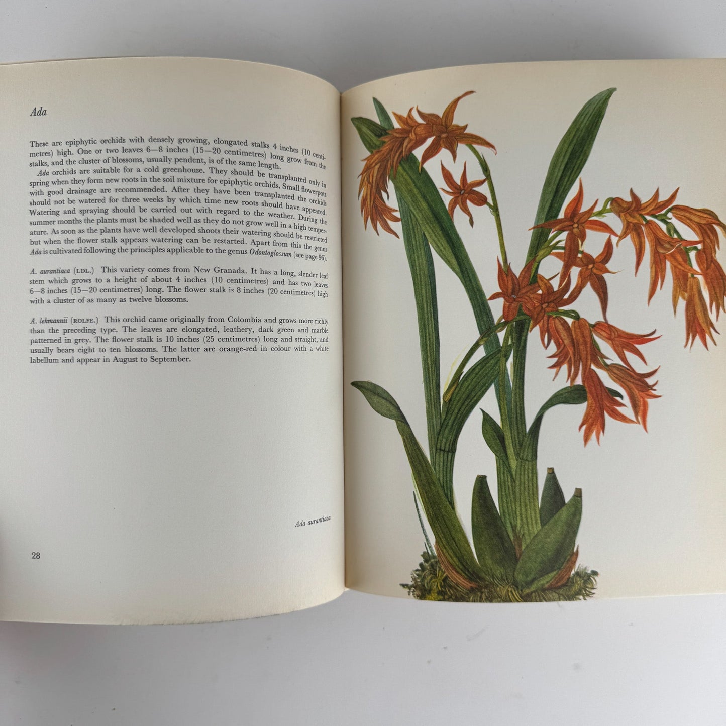 Orchids: 56 Plates in Colour, 1972, J. Oplt, J. Kaplicka, Botanical Art - Pretty Old Books