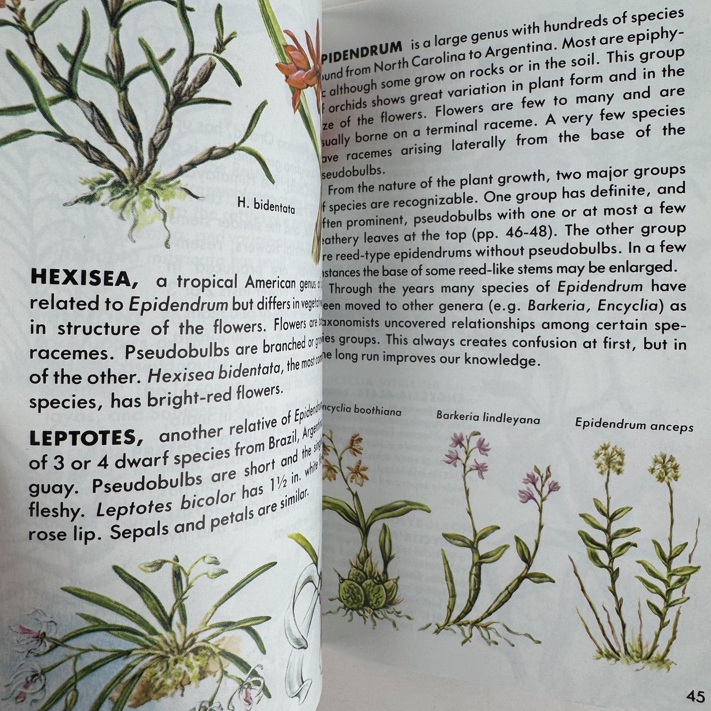 Orchids, A Golden Guide, 1989 Paperback Field Guide - Pretty Old Books