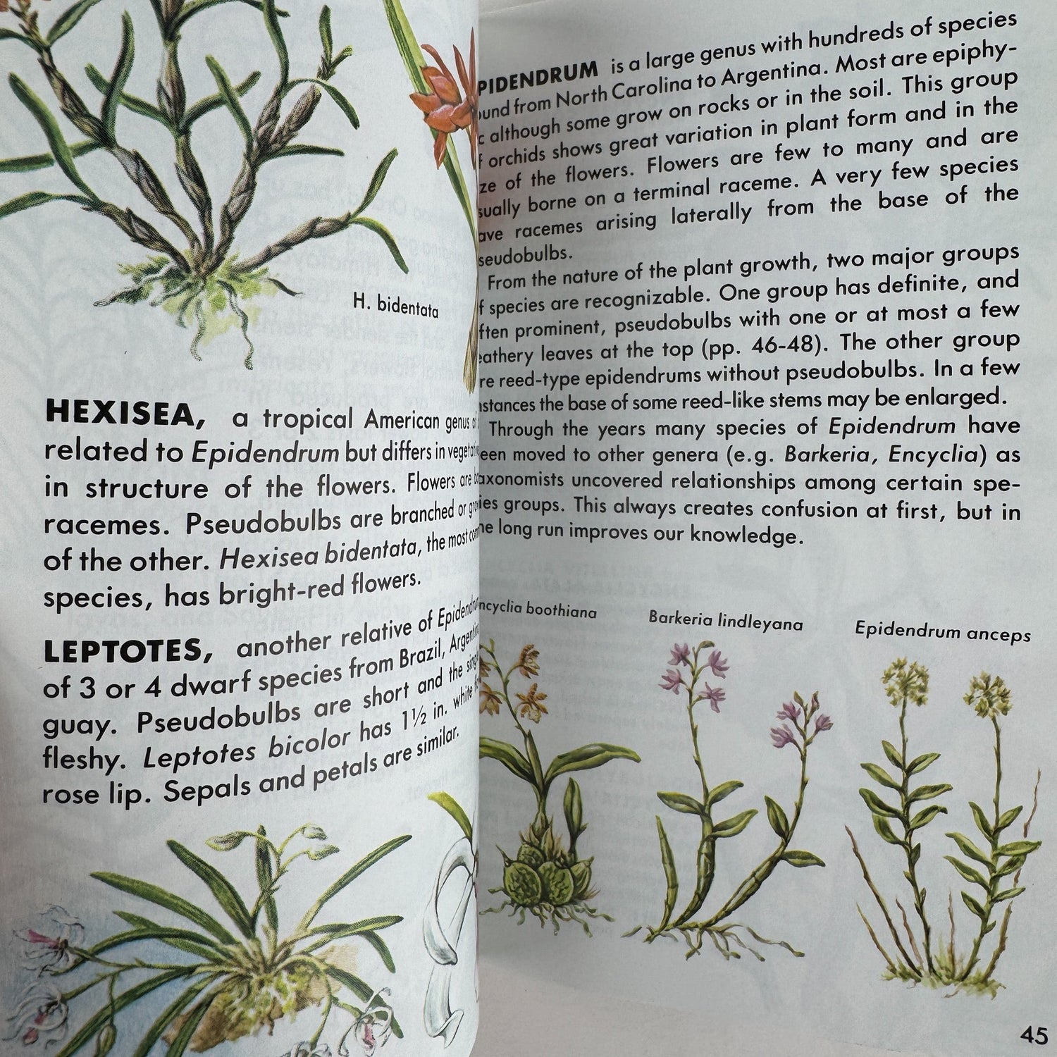 Orchids, A Golden Guide, 1989 Paperback Field Guide - Pretty Old Books