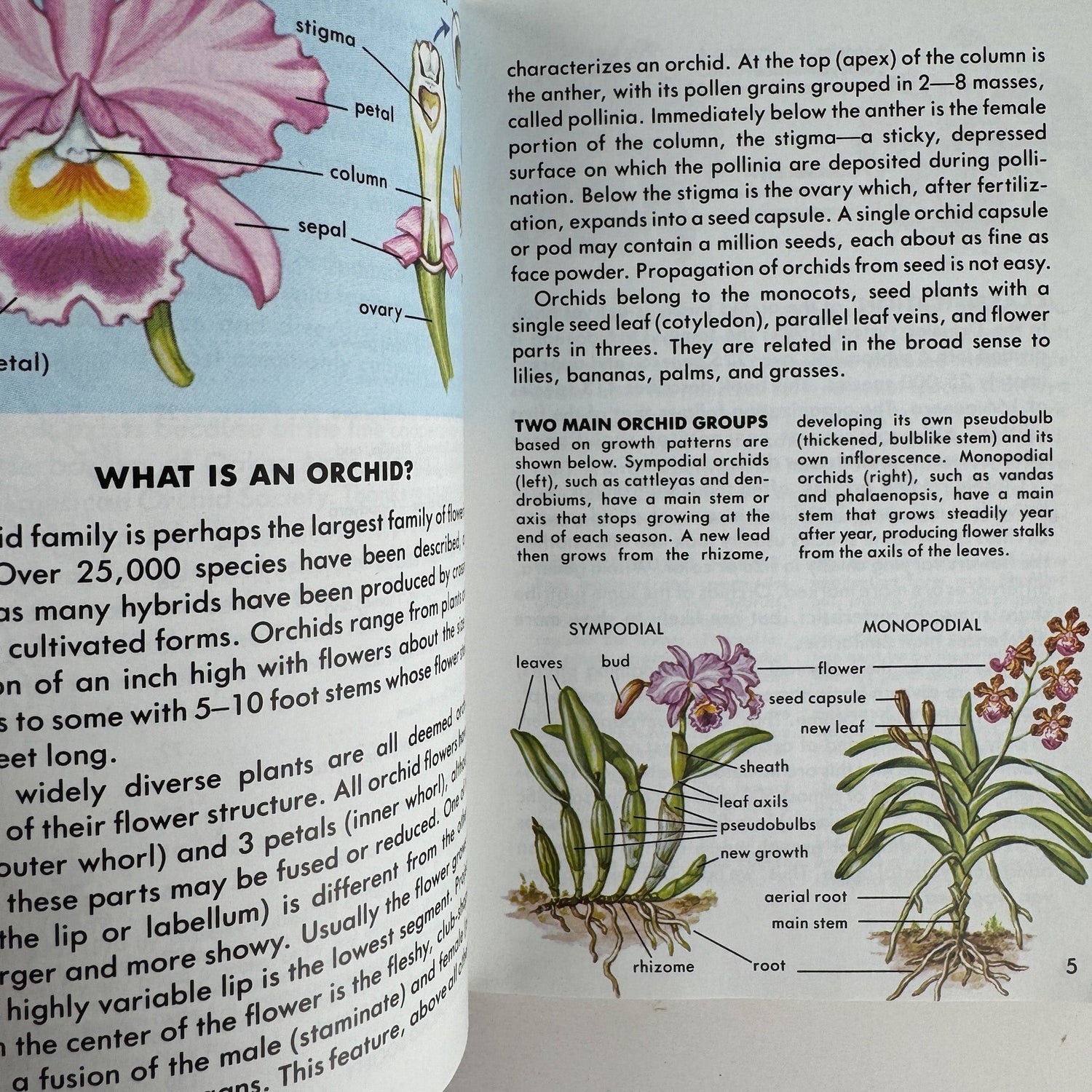 Orchids, A Golden Guide, 1989 Paperback Field Guide - Pretty Old Books