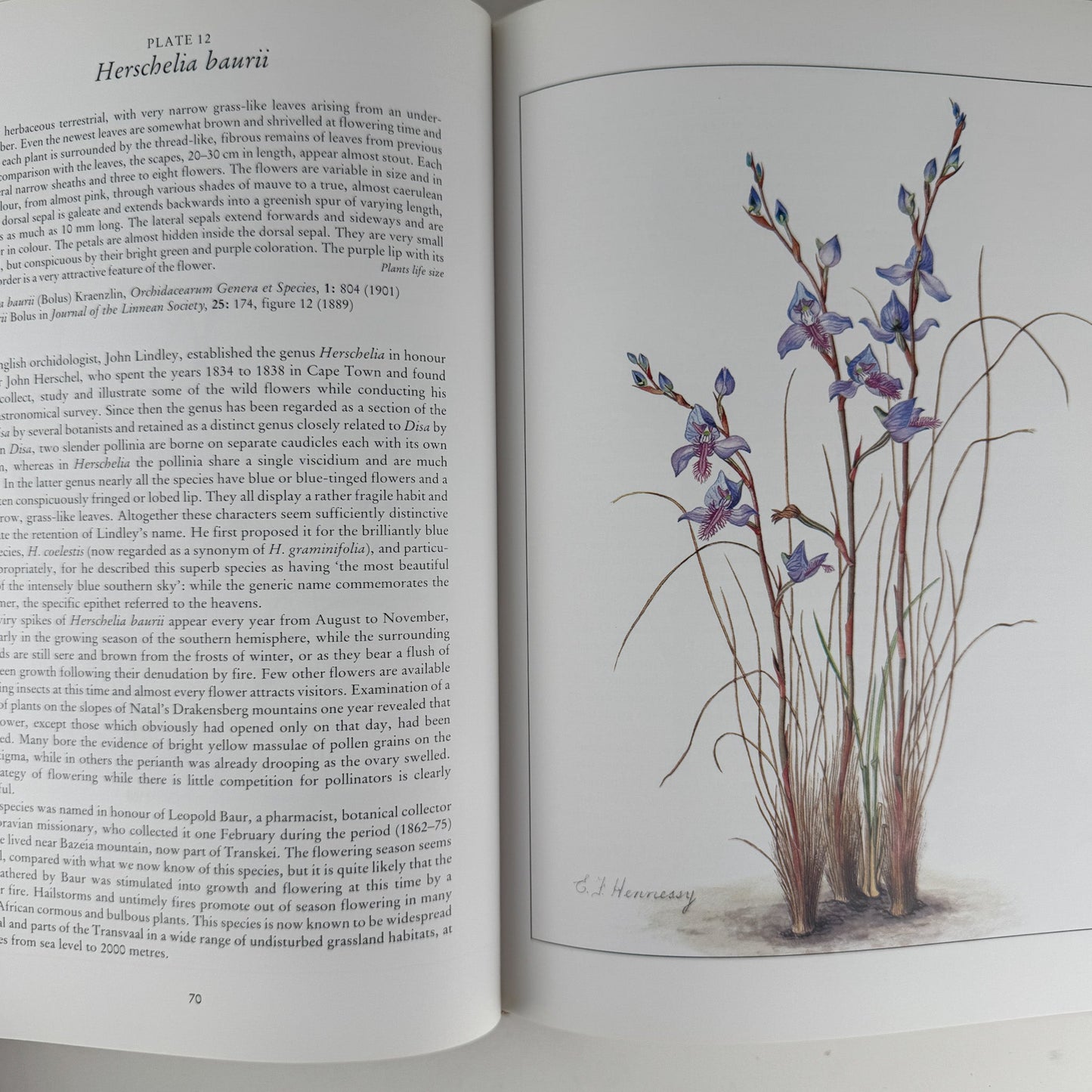 Orchids of Africa, 1981, 50 Color Plates - Pretty Old Books