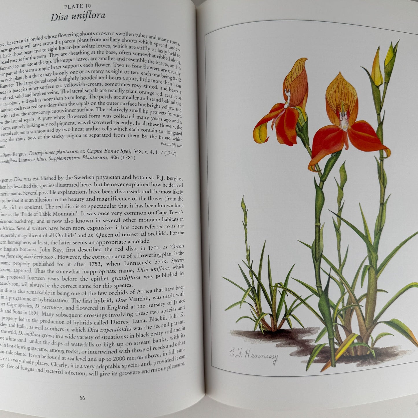 Orchids of Africa, 1981, 50 Color Plates - Pretty Old Books