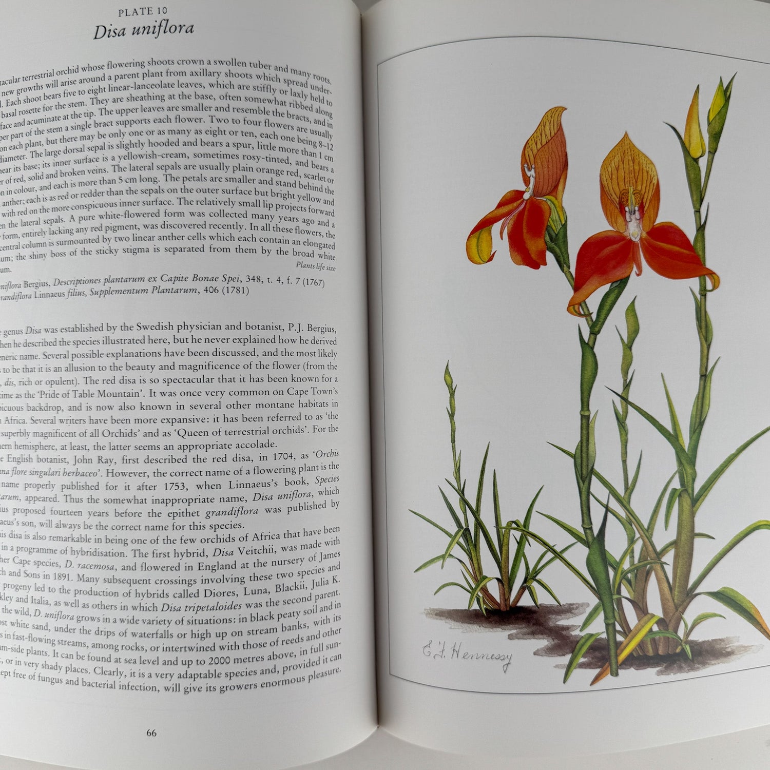 Orchids of Africa, 1981, 50 Color Plates - Pretty Old Books