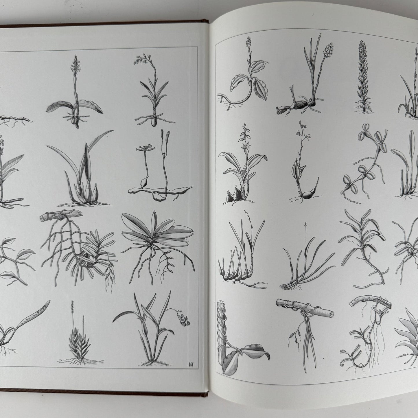 Orchids of Africa, 1981, 50 Color Plates - Pretty Old Books