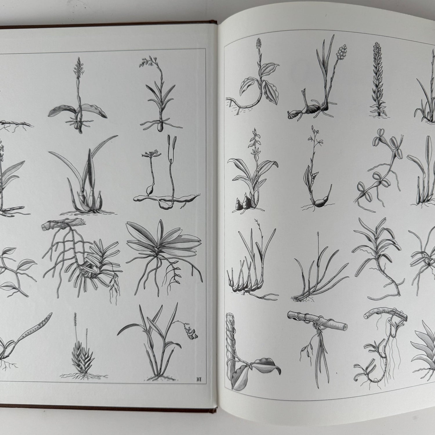 Orchids of Africa, 1981, 50 Color Plates - Pretty Old Books