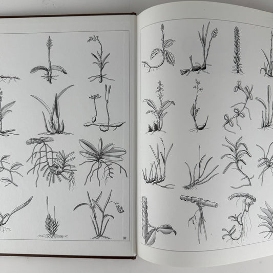 Orchids of Africa, 1981, 50 Color Plates - Pretty Old Books