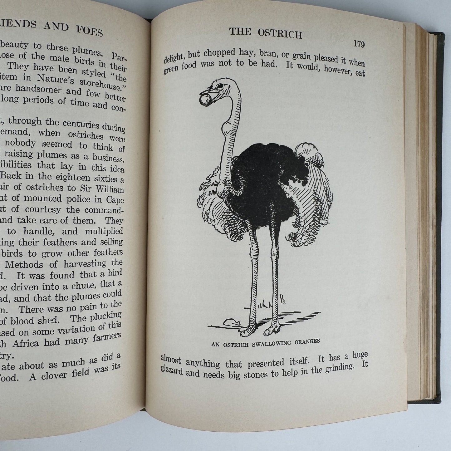 Our Bird Friend and Foes, 1925, Romance of Science Series - Pretty Old Books