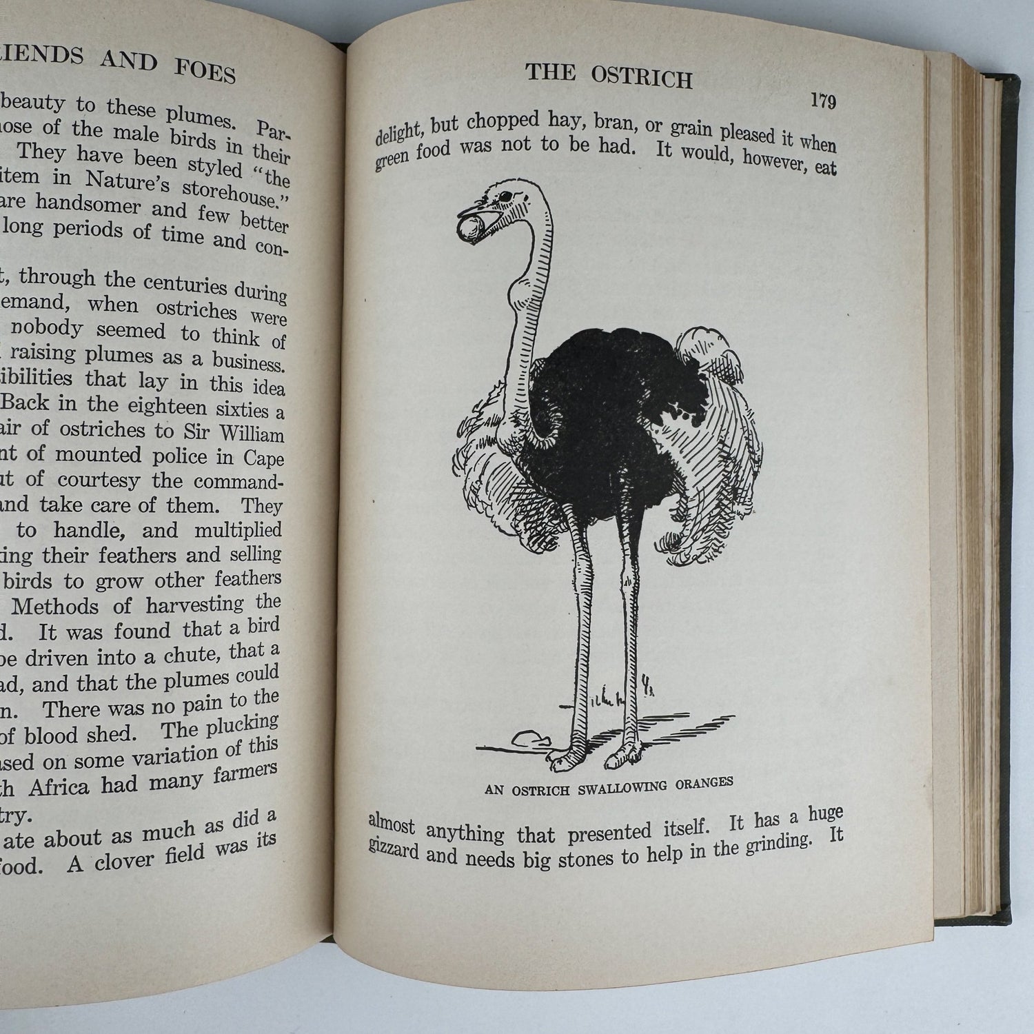 Our Bird Friend and Foes, 1925, Romance of Science Series - Pretty Old Books