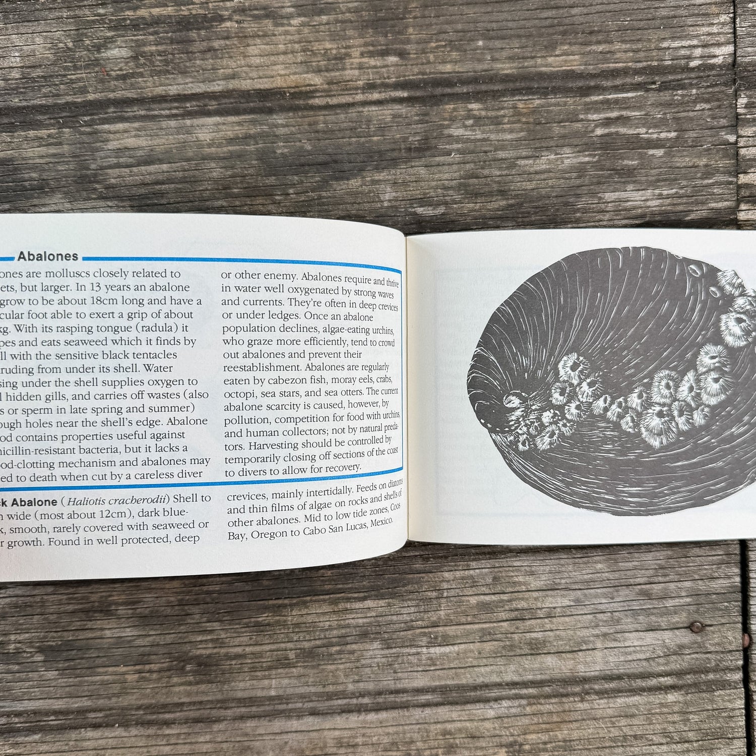 Pacific Intertidal Life, Paperback Field Guide, 1981 - Pretty Old Books