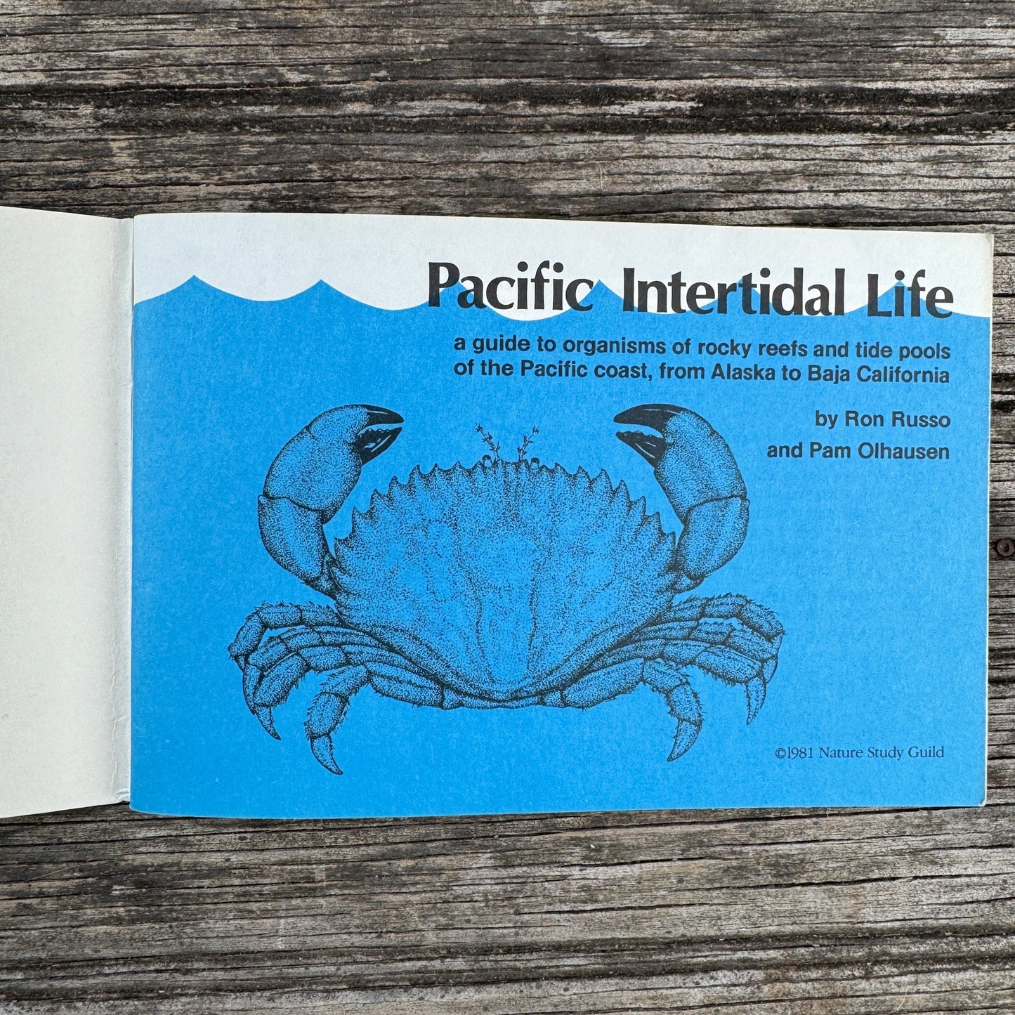 Pacific Intertidal Life, Paperback Field Guide, 1981 - Pretty Old Books