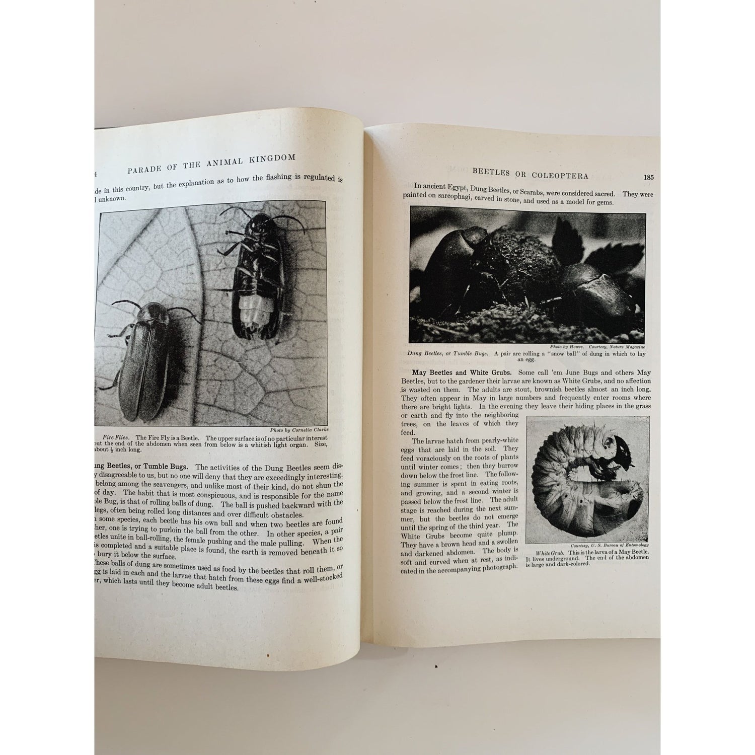 Parade of the Animal Kingdom, Robert Hegner, 1946, Nature Study Hardcover - Pretty Old Books