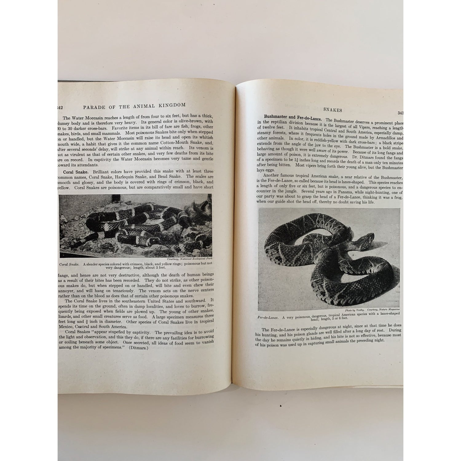 Parade of the Animal Kingdom, Robert Hegner, 1946, Nature Study Hardcover - Pretty Old Books
