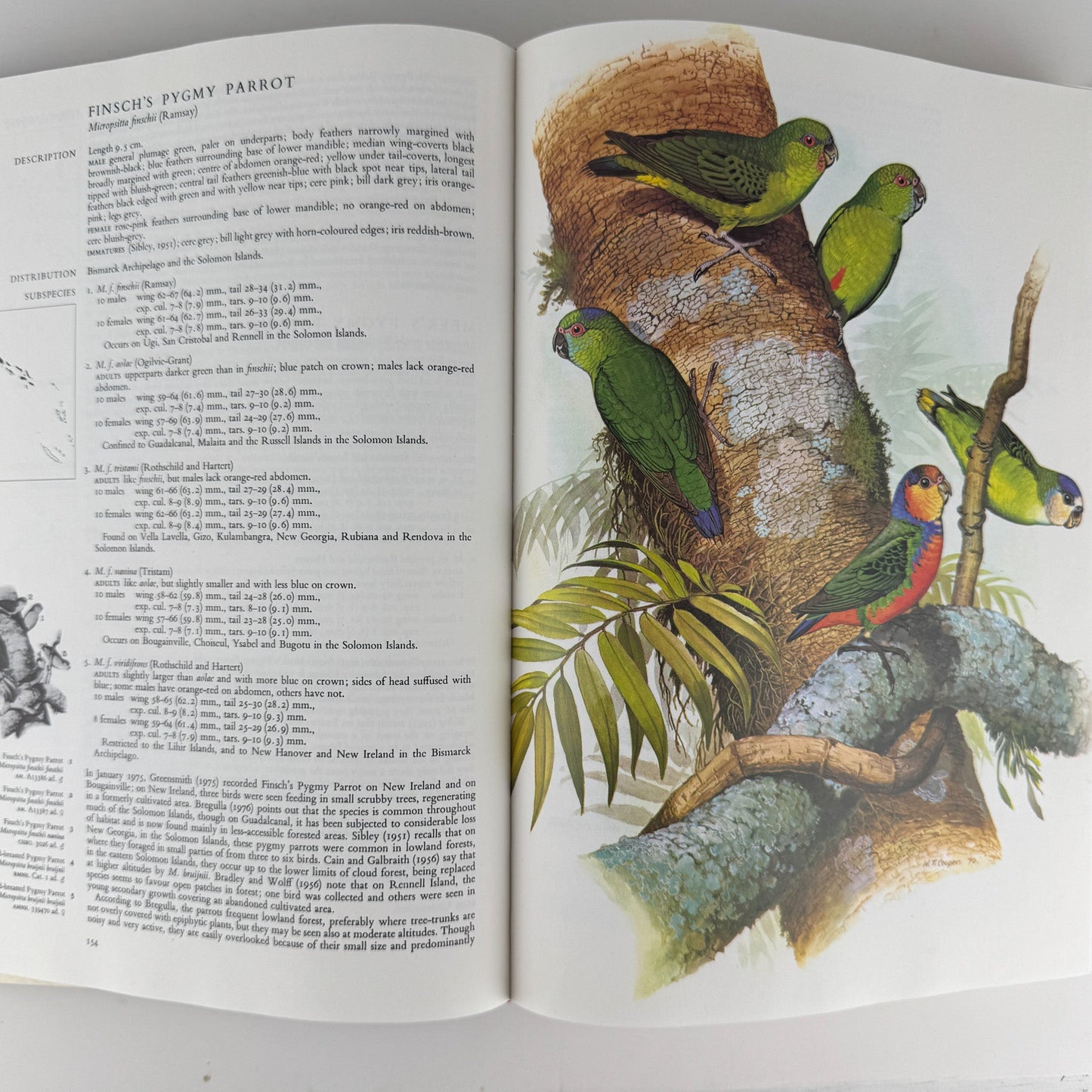 Parrots of the World, Joseph Forshaw, 1978 Oversized Book - Pretty Old Books