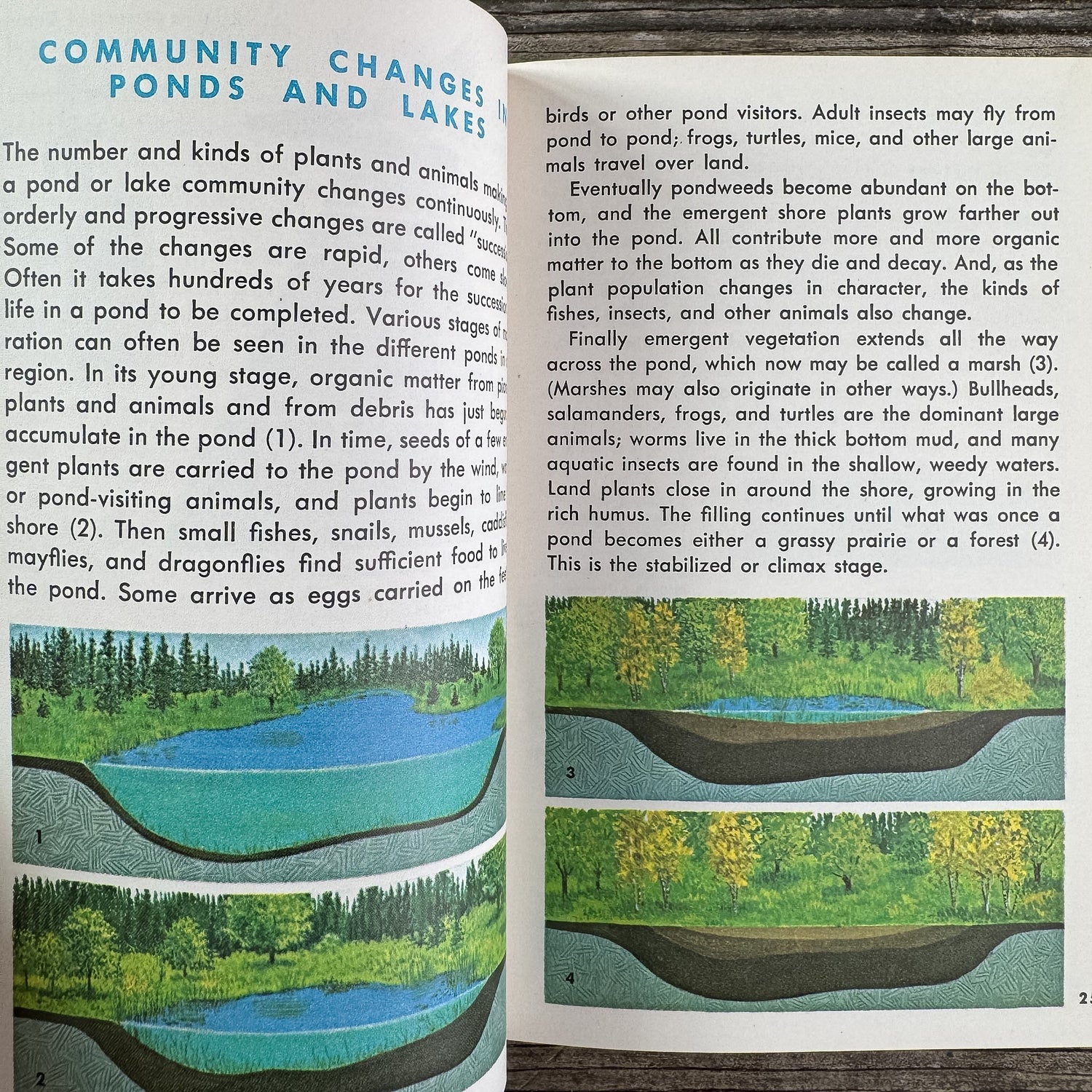 Pond Life, A Golden Guide, 1967 - Pretty Old Books