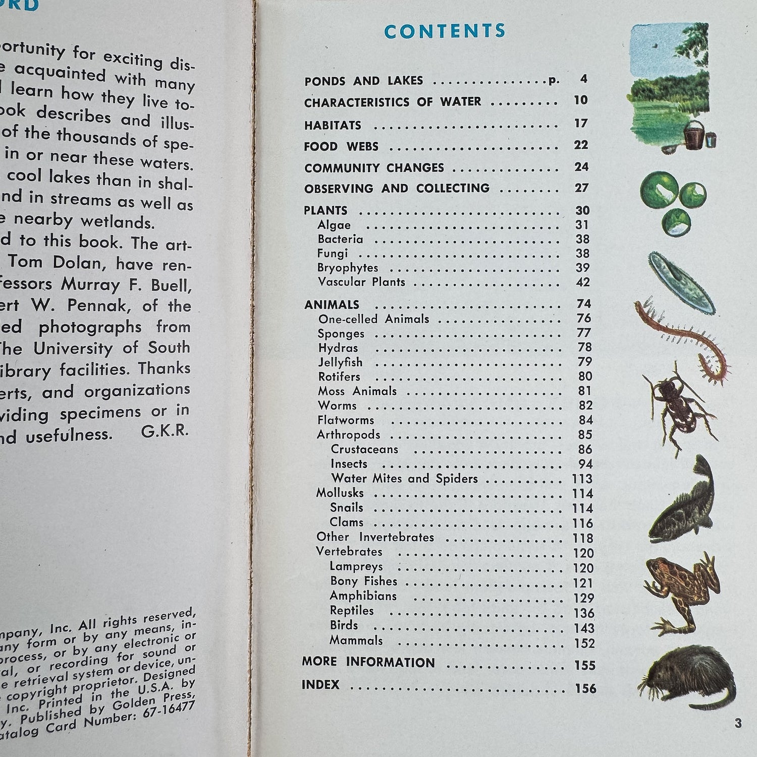 Pond Life, A Golden Guide, 1967 - Pretty Old Books