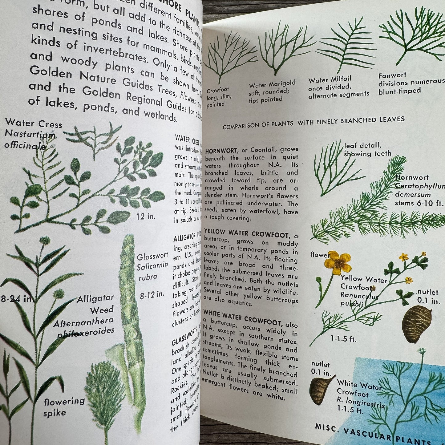 Pond Life, A Golden Guide, 1967 - Pretty Old Books