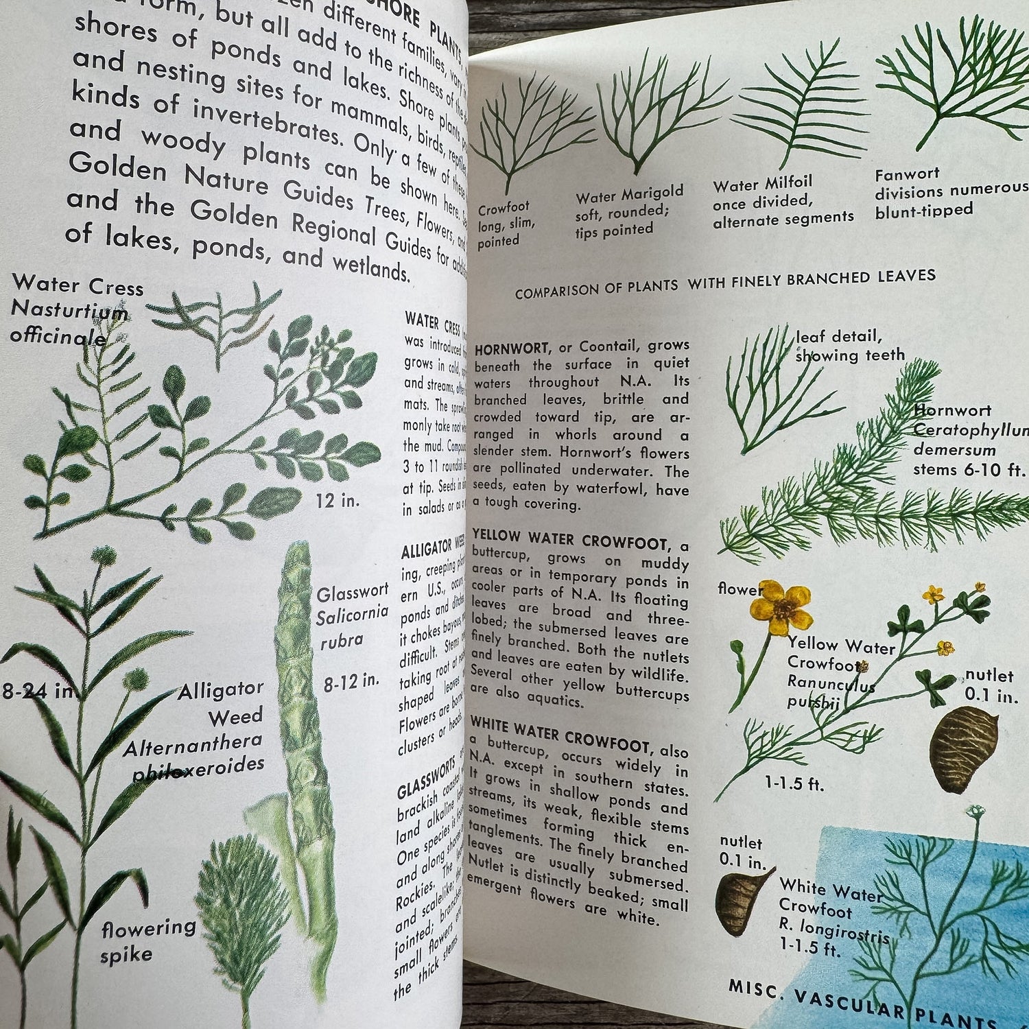 Pond Life, A Golden Guide, 1967 - Pretty Old Books