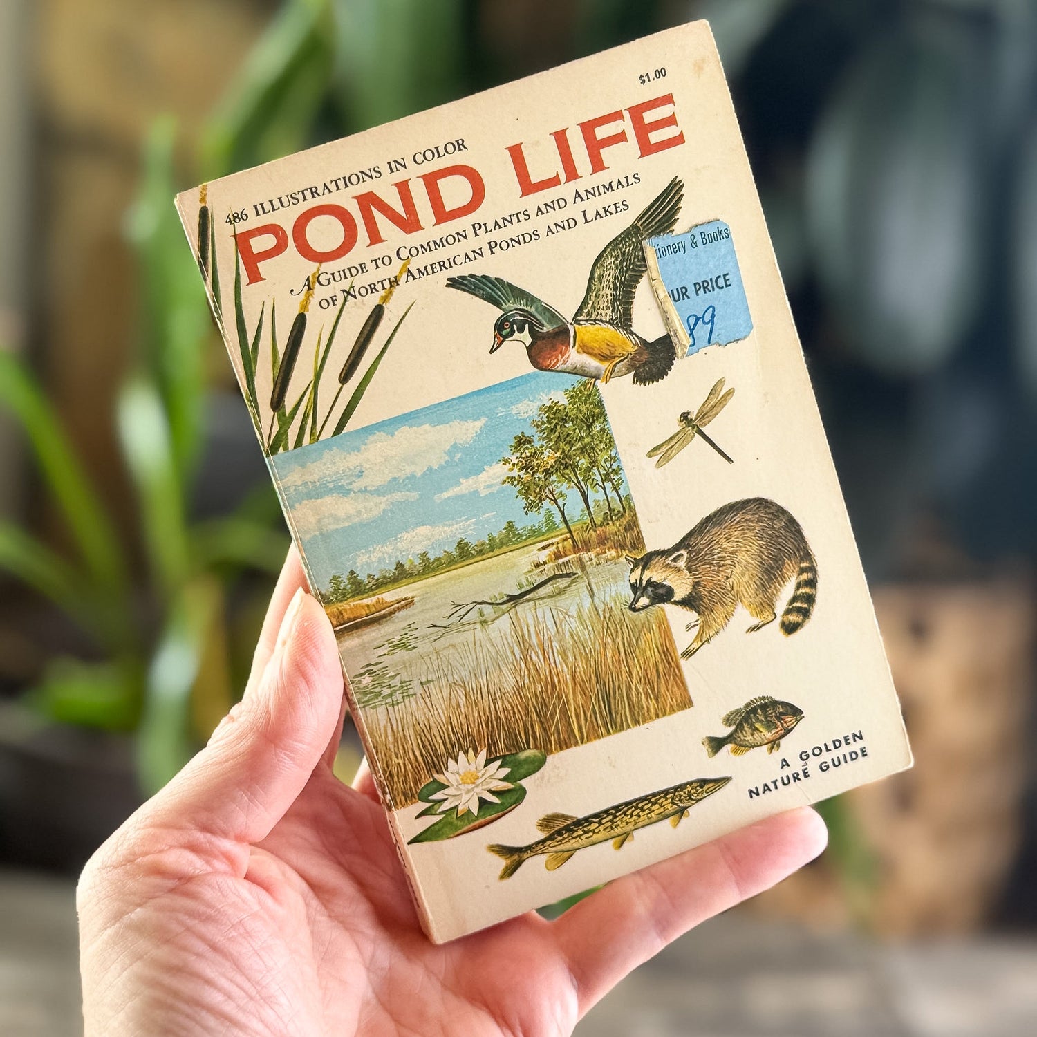 Pond Life, A Golden Guide, 1967 - Pretty Old Books