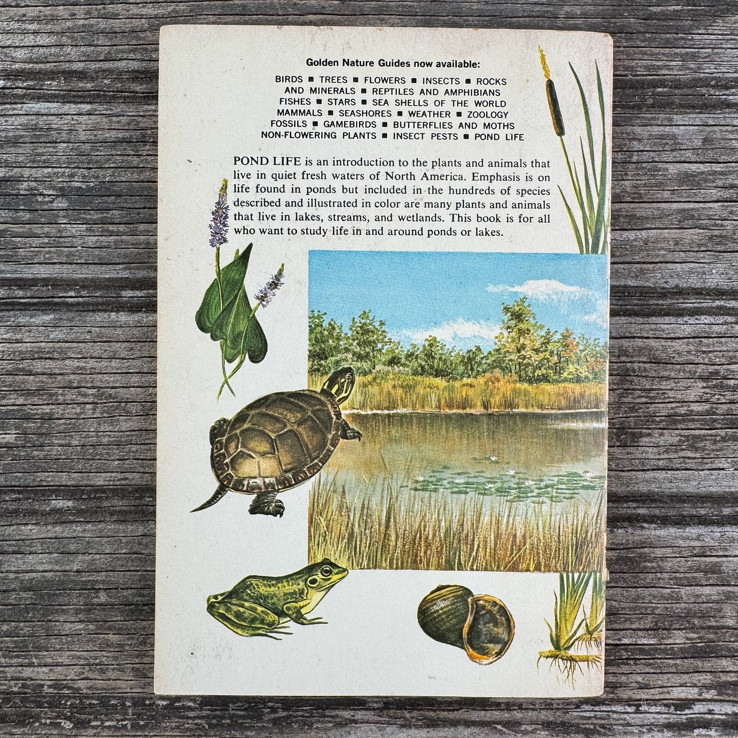 Pond Life, A Golden Guide, 1967 - Pretty Old Books
