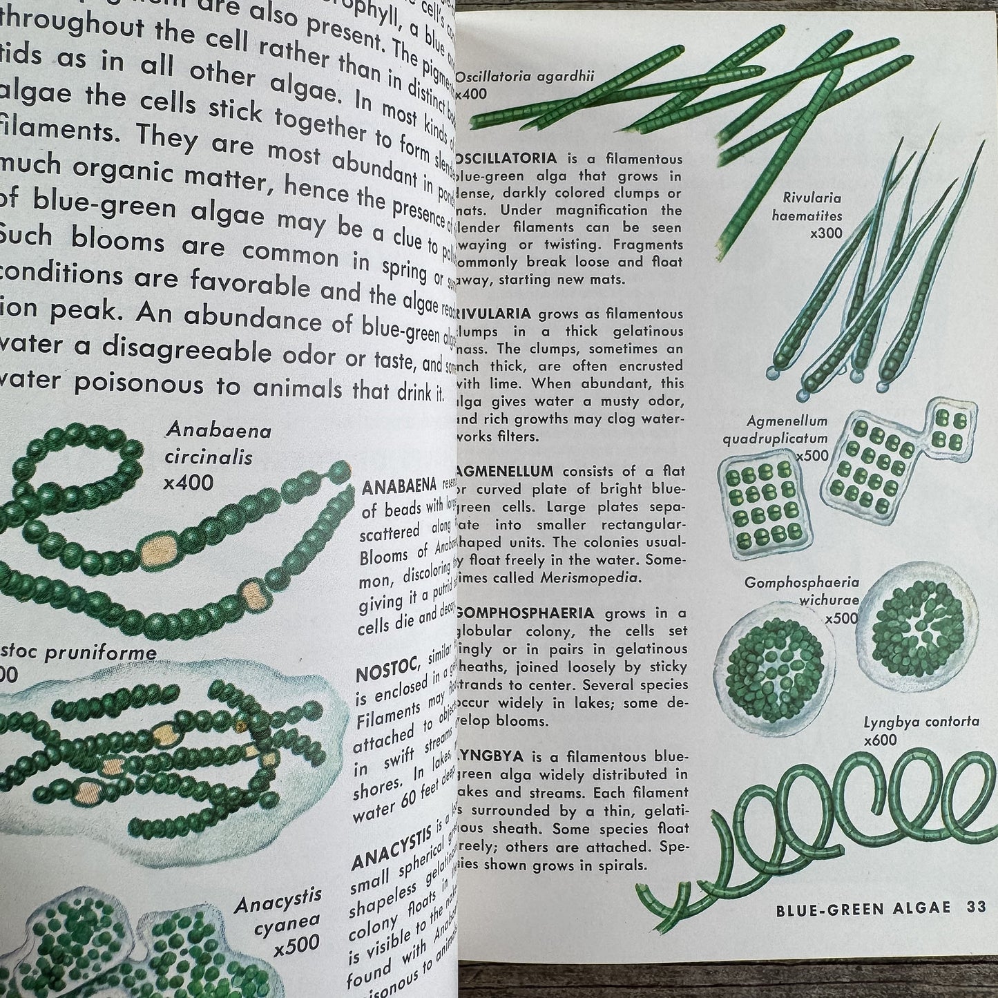 Pond Life, A Golden Guide, 1967 - Pretty Old Books