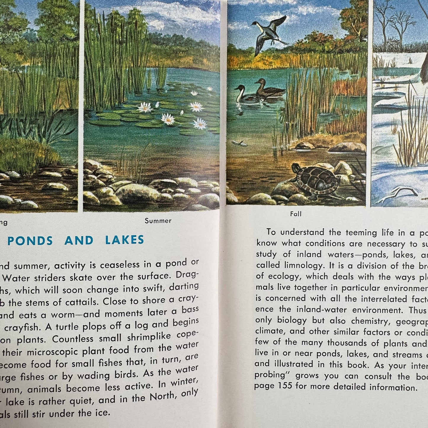 Pond Life, A Golden Guide, 1967 - Pretty Old Books