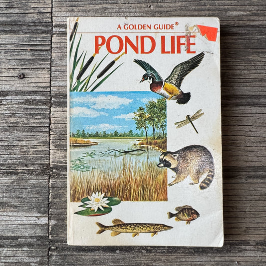 Pond Life, Golden Field Guide, 1967 - Pretty Old Books
