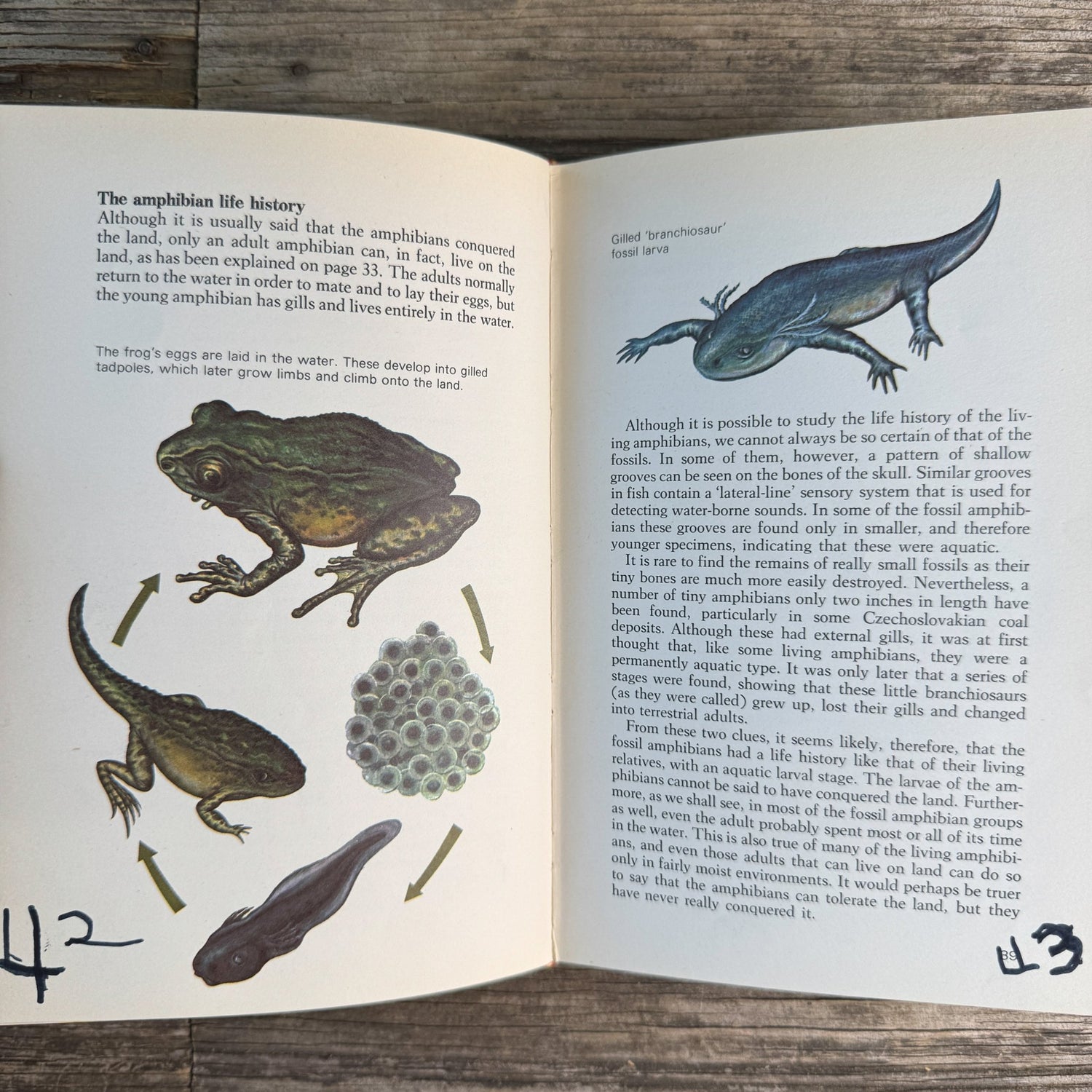 Prehistoric Animals, Barry Cox, A Grosset All-Color Guide, 1970 - Pretty Old Books